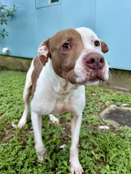 Liam, Adoptable, Adult Male Pit Bull Terrier & Mixed Breed.