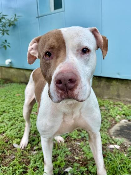 Liam, a Adoptable mixed breed in New Orleans, LA image 2/2