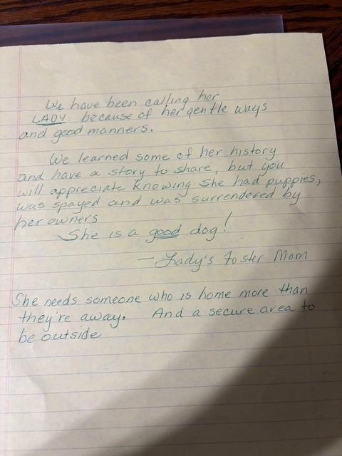 Lady, Adoptable, Adult Female Shepherd & Labrador Retriever.