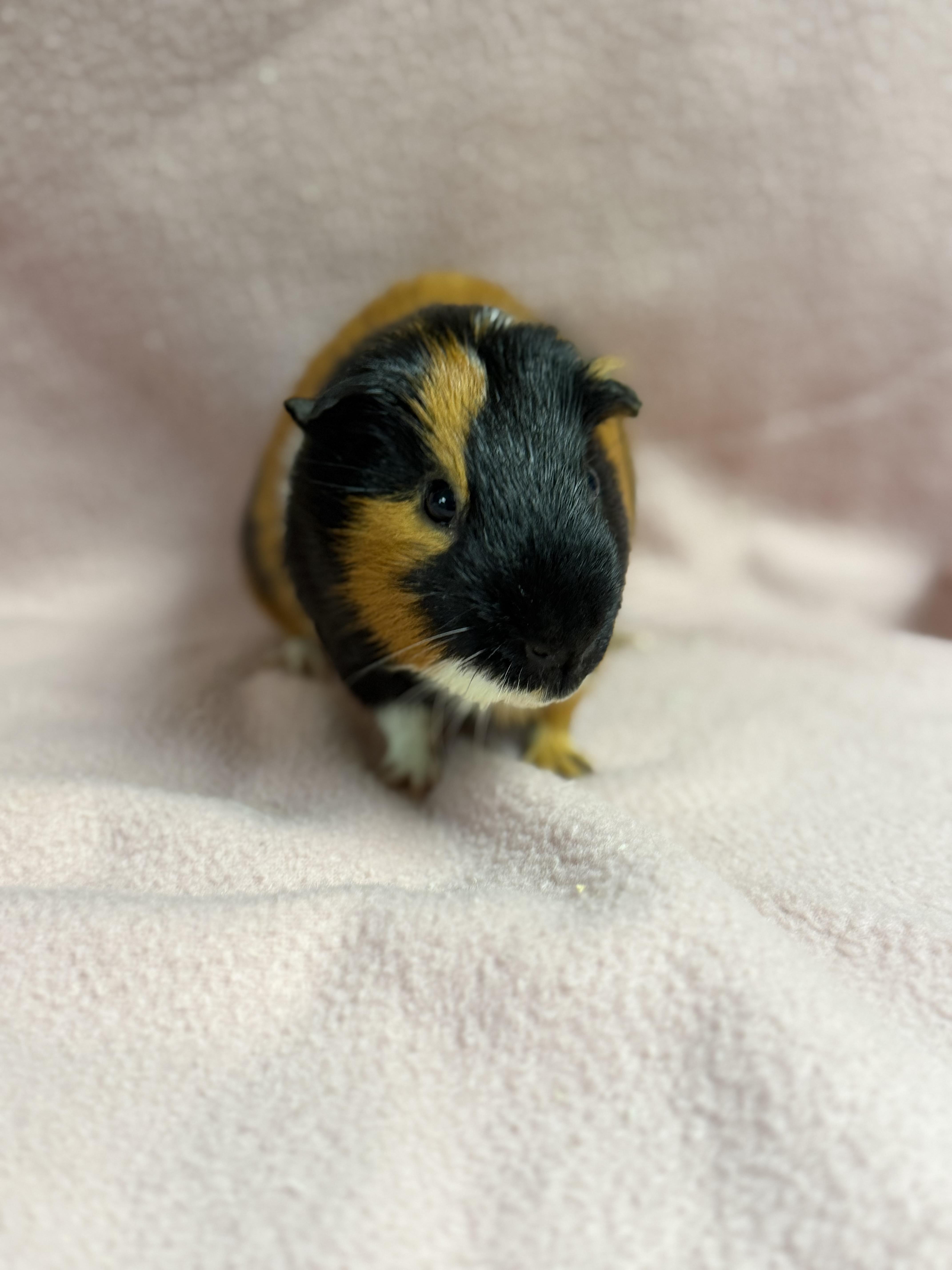 Enlarge Rosco, a ADOPTABLE Guinea Pig in Edinburg, PA image 4/6