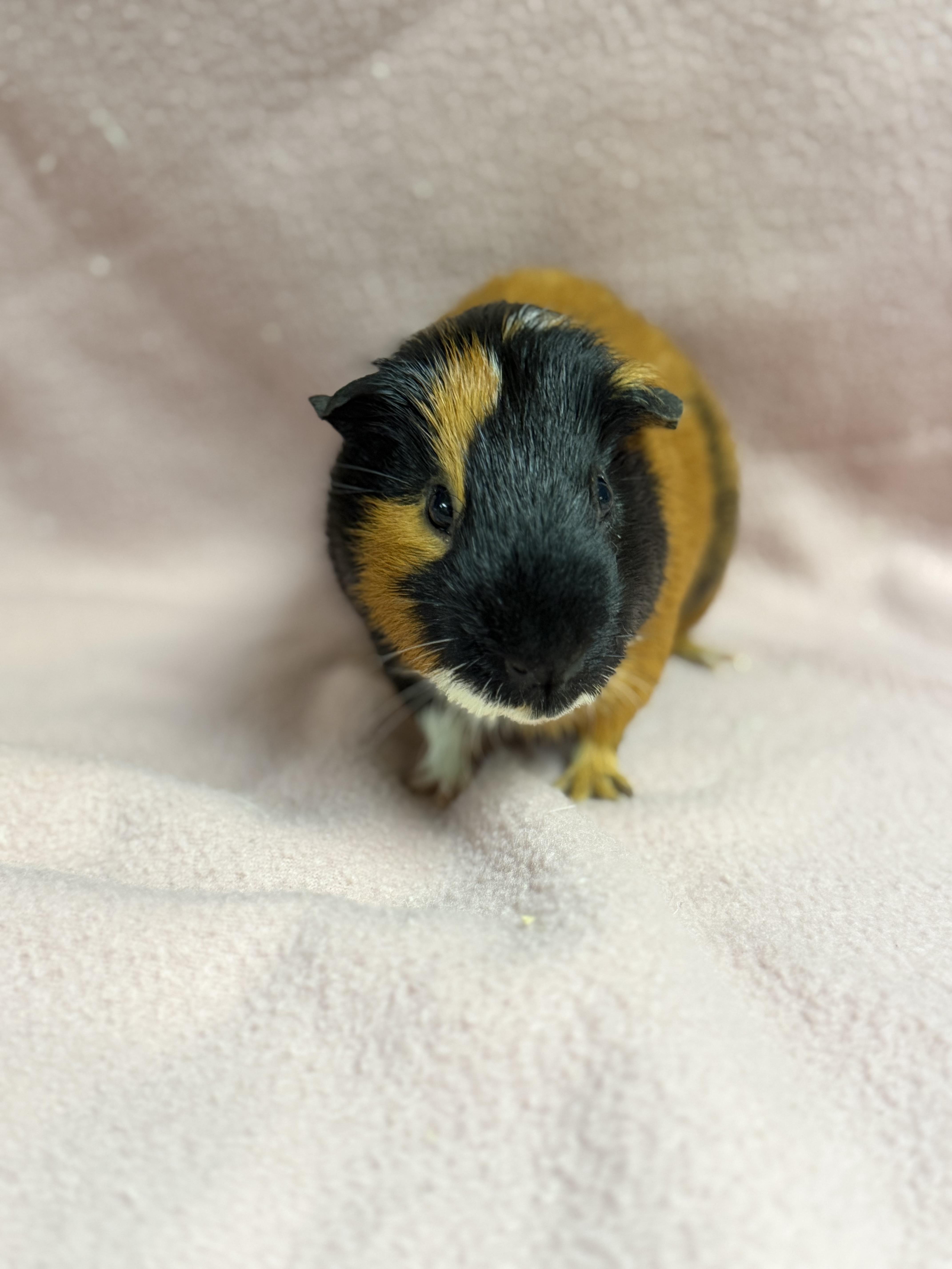 Enlarge Rosco, a ADOPTABLE Guinea Pig in Edinburg, PA image 3/6