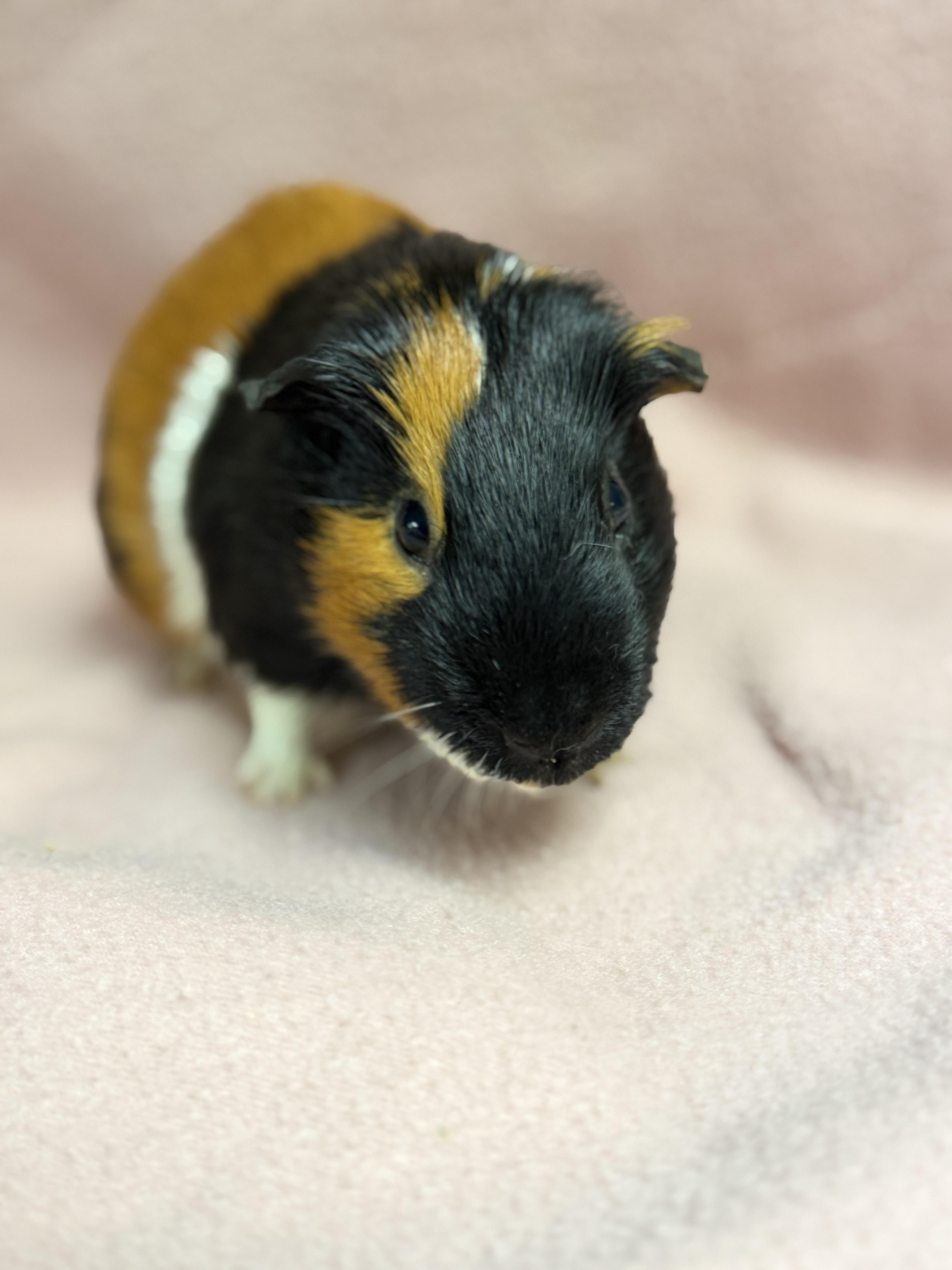 Enlarge Rosco, a ADOPTABLE Guinea Pig in Edinburg, PA image 1/6