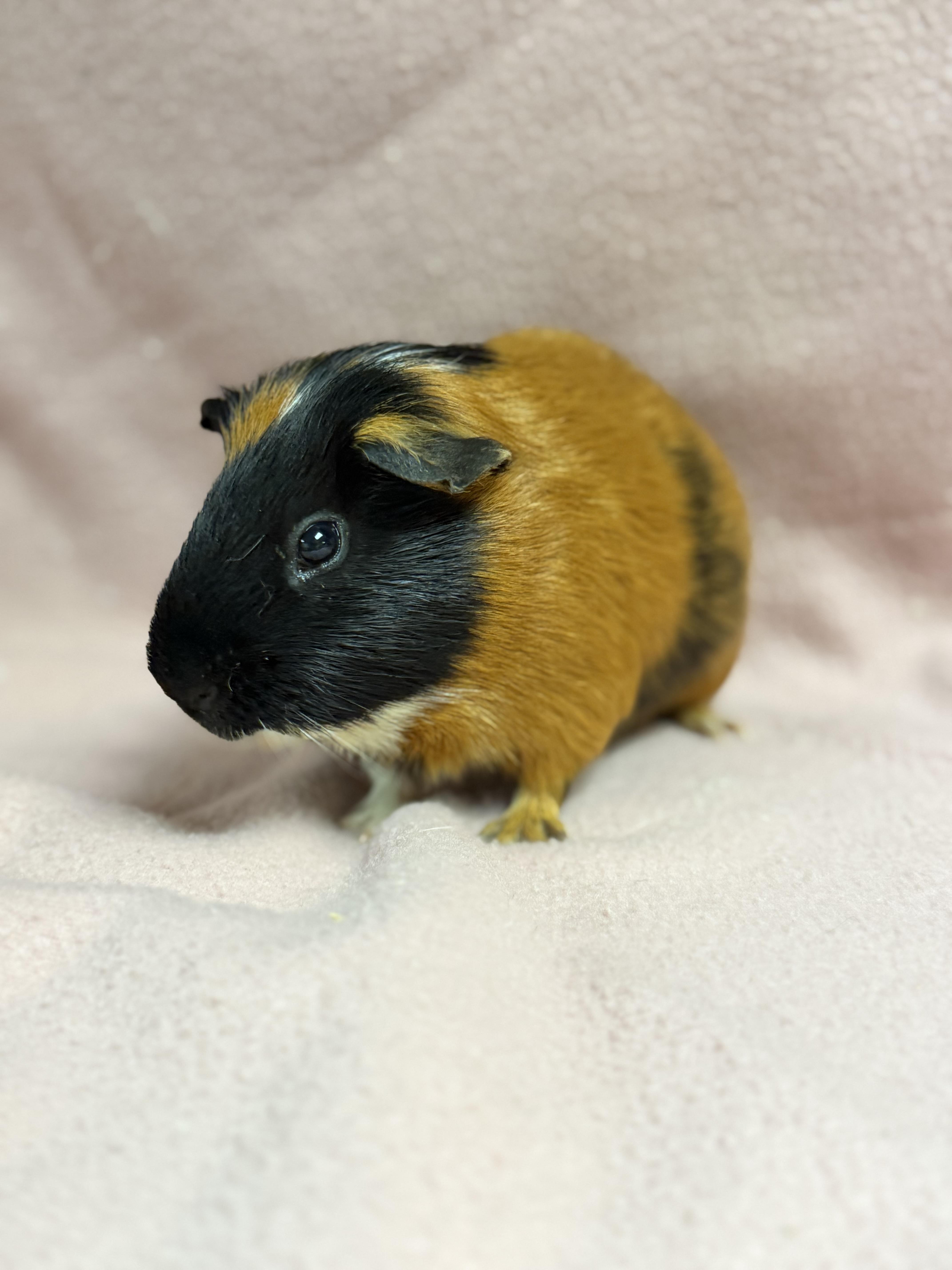 Enlarge Rosco, a ADOPTABLE Guinea Pig in Edinburg, PA image 6/6