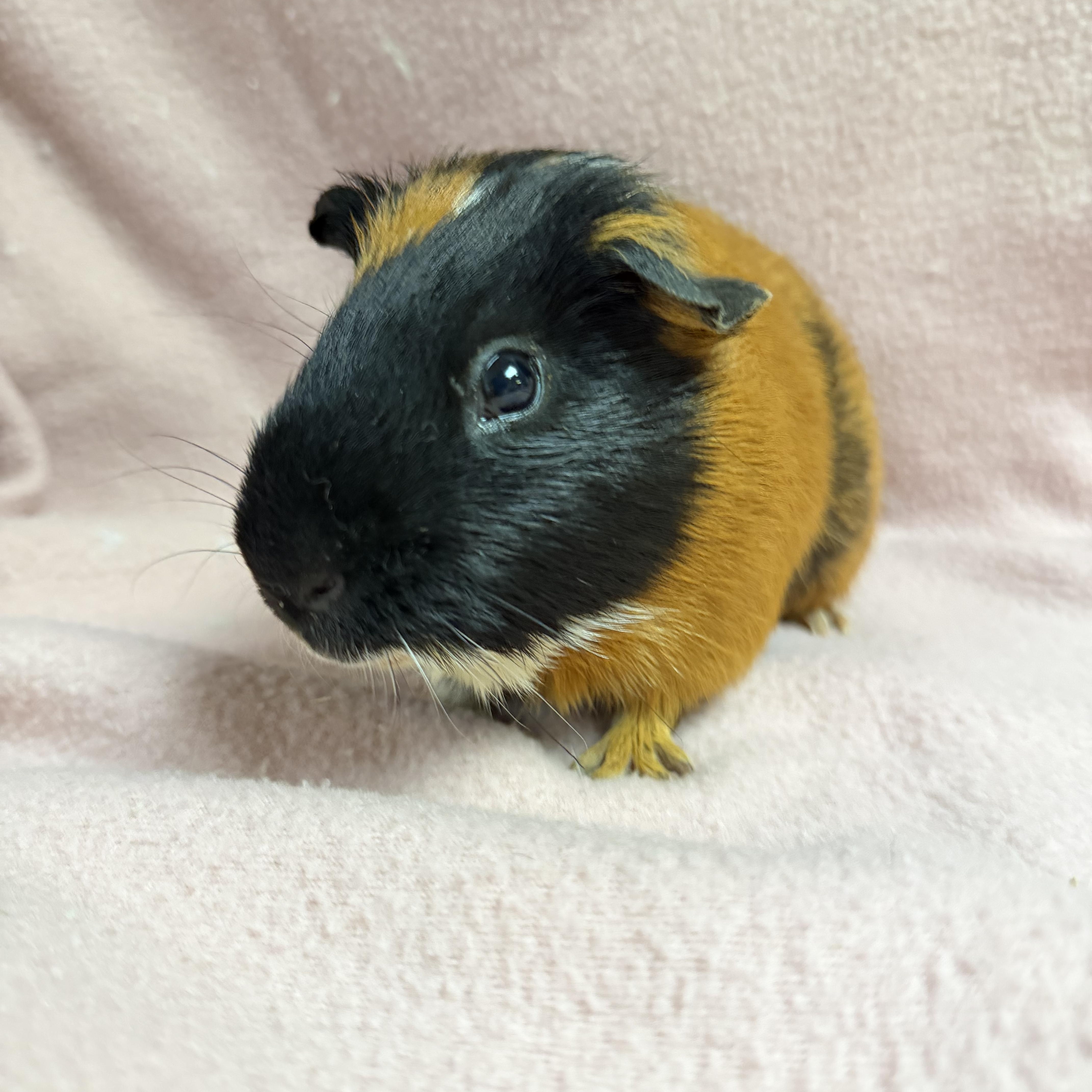 Enlarge Rosco, a ADOPTABLE Guinea Pig in Edinburg, PA image 2/6