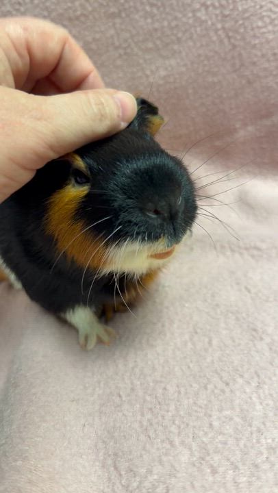 Enlarge Rosco, a ADOPTABLE Guinea Pig in Edinburg, PA video 5/6