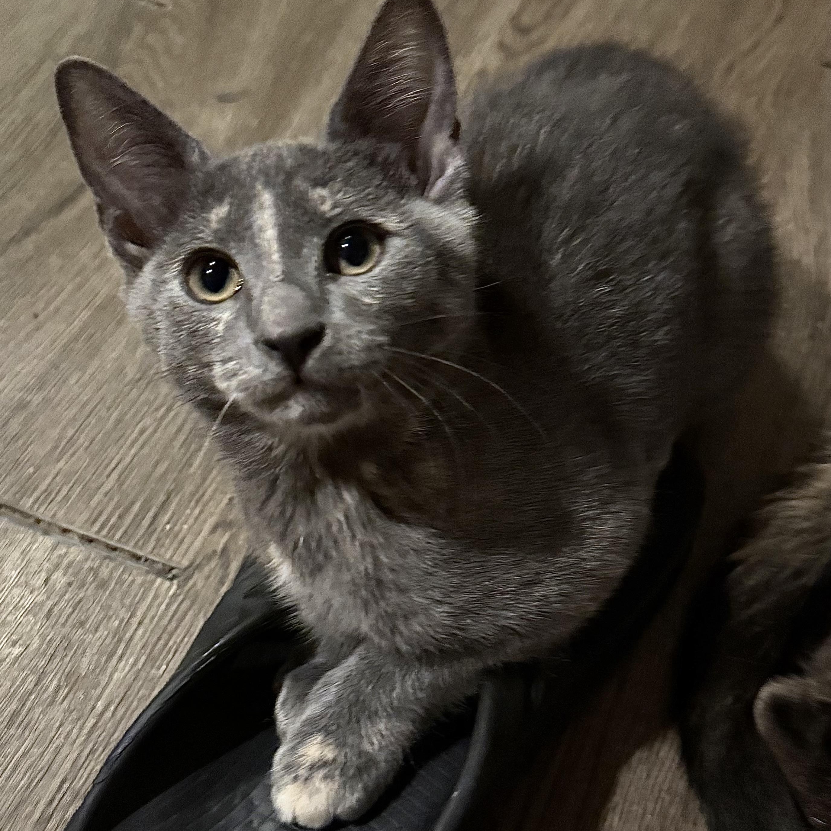 Enlarge Ember, a Adoptable Domestic Short Hair in Baton Rouge, LA image 2/6