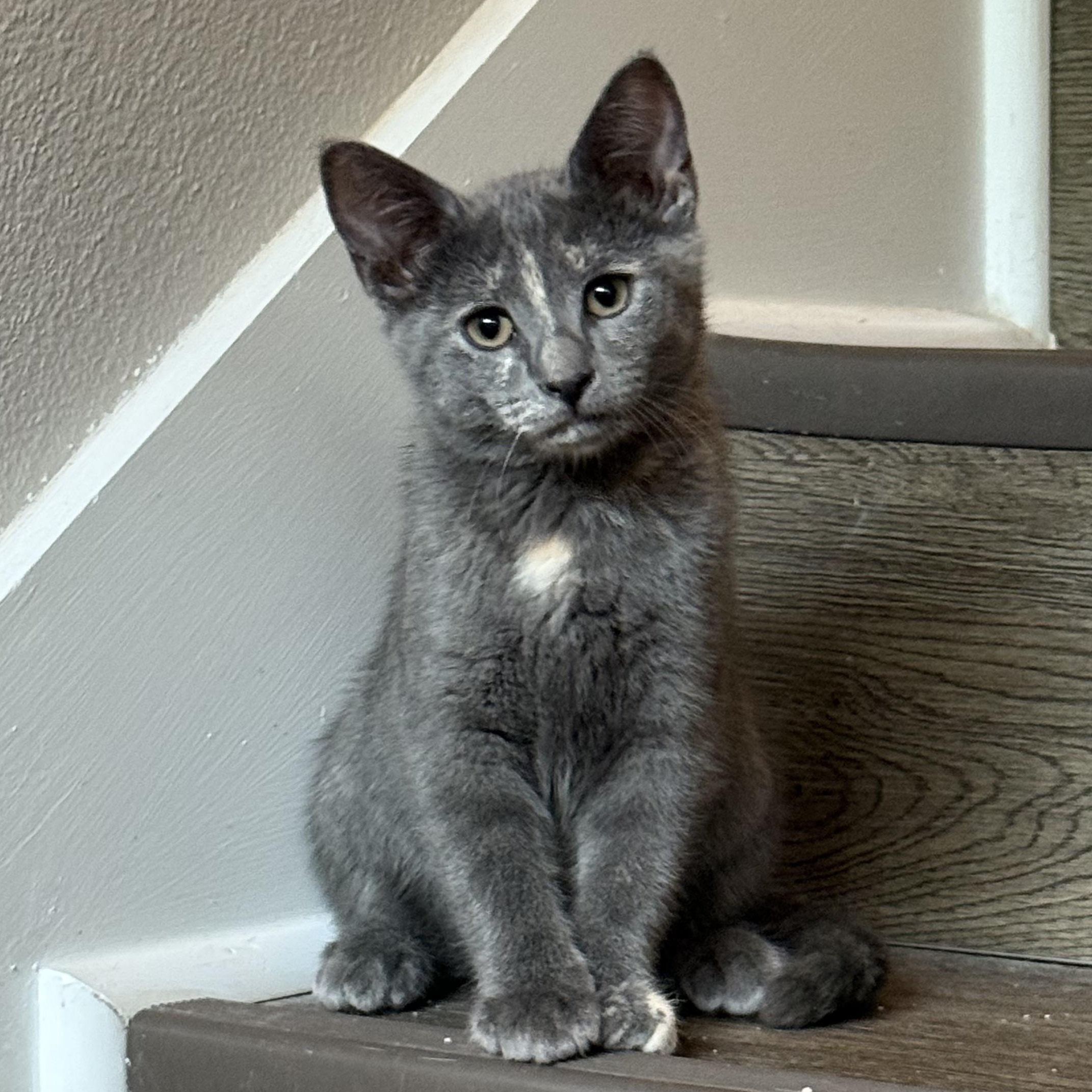 Enlarge Ember, a Adoptable Domestic Short Hair in Baton Rouge, LA image 5/6