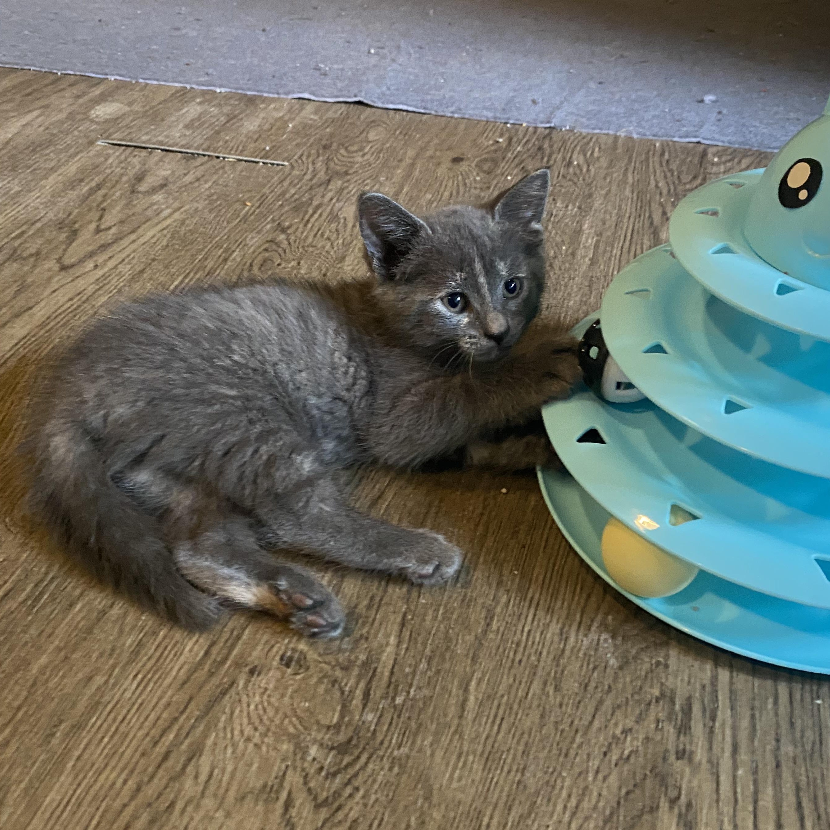 Ember, an adoptable Domestic Short Hair in Baton Rouge, LA, 70806 | Photo Image 3