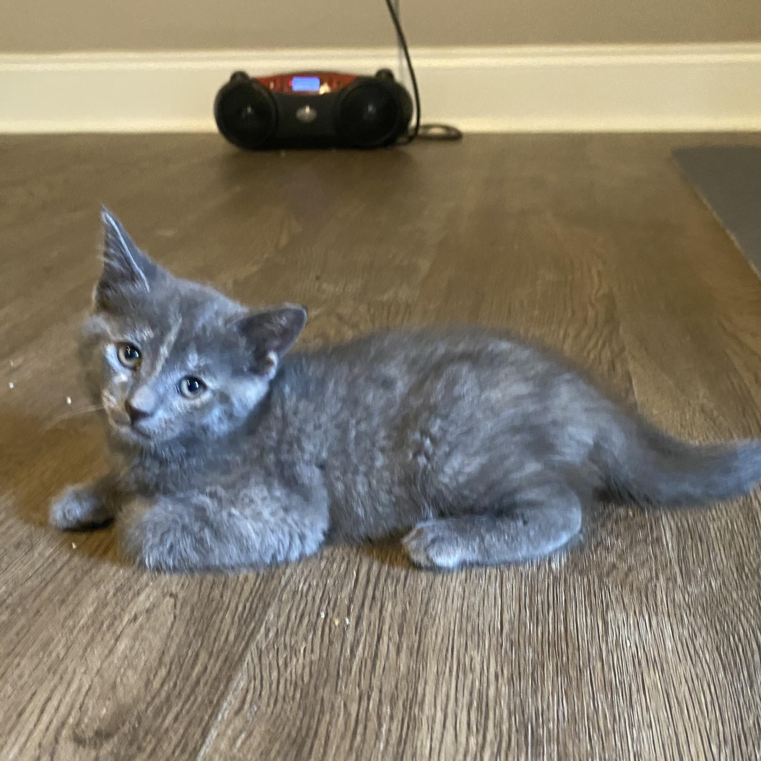 Enlarge Ember, a Adoptable Domestic Short Hair in Baton Rouge, LA image 4/6