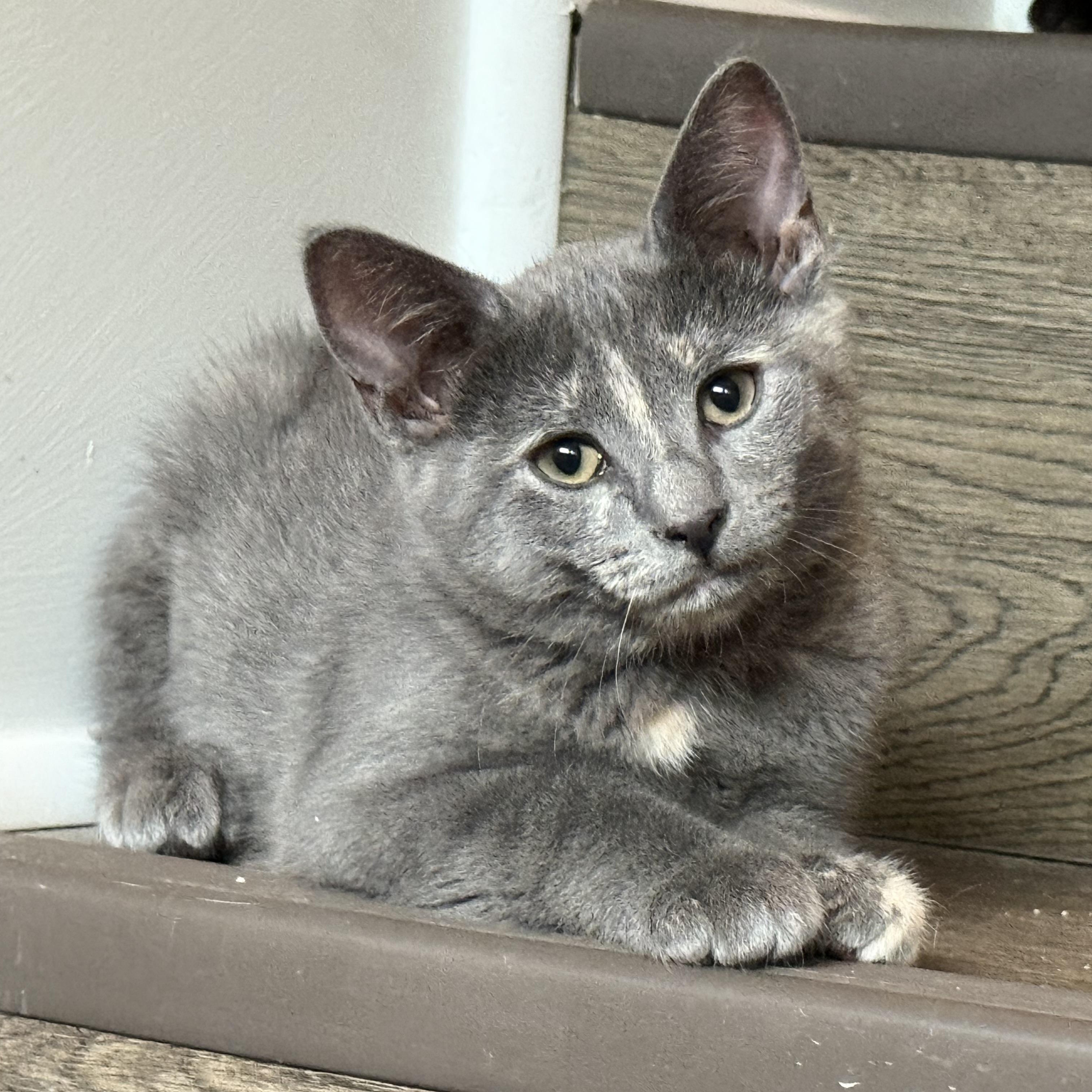 Enlarge Ember, a Adoptable Domestic Short Hair in Baton Rouge, LA image 1/6