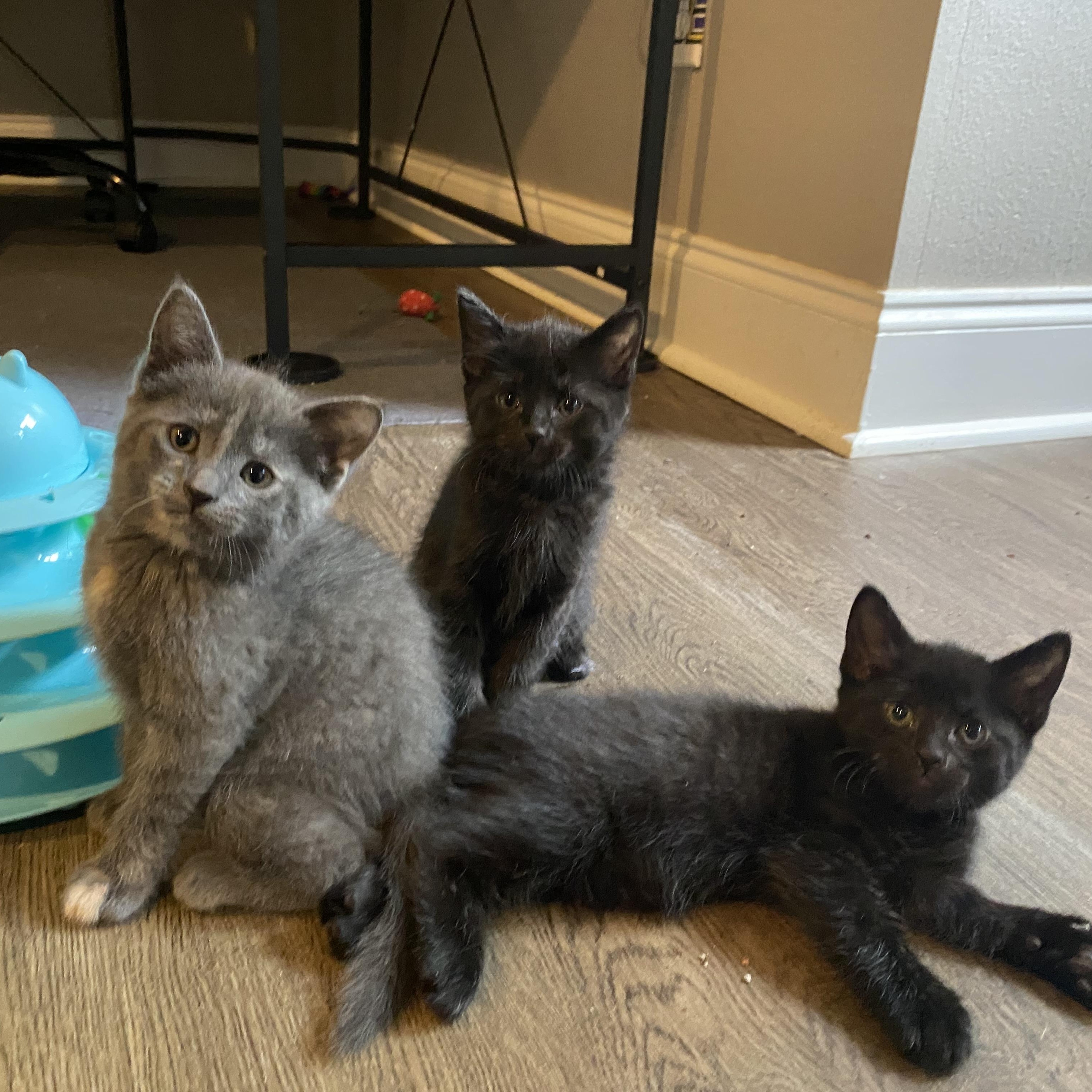 Enlarge Ember, a Adoptable Domestic Short Hair in Baton Rouge, LA image 6/6