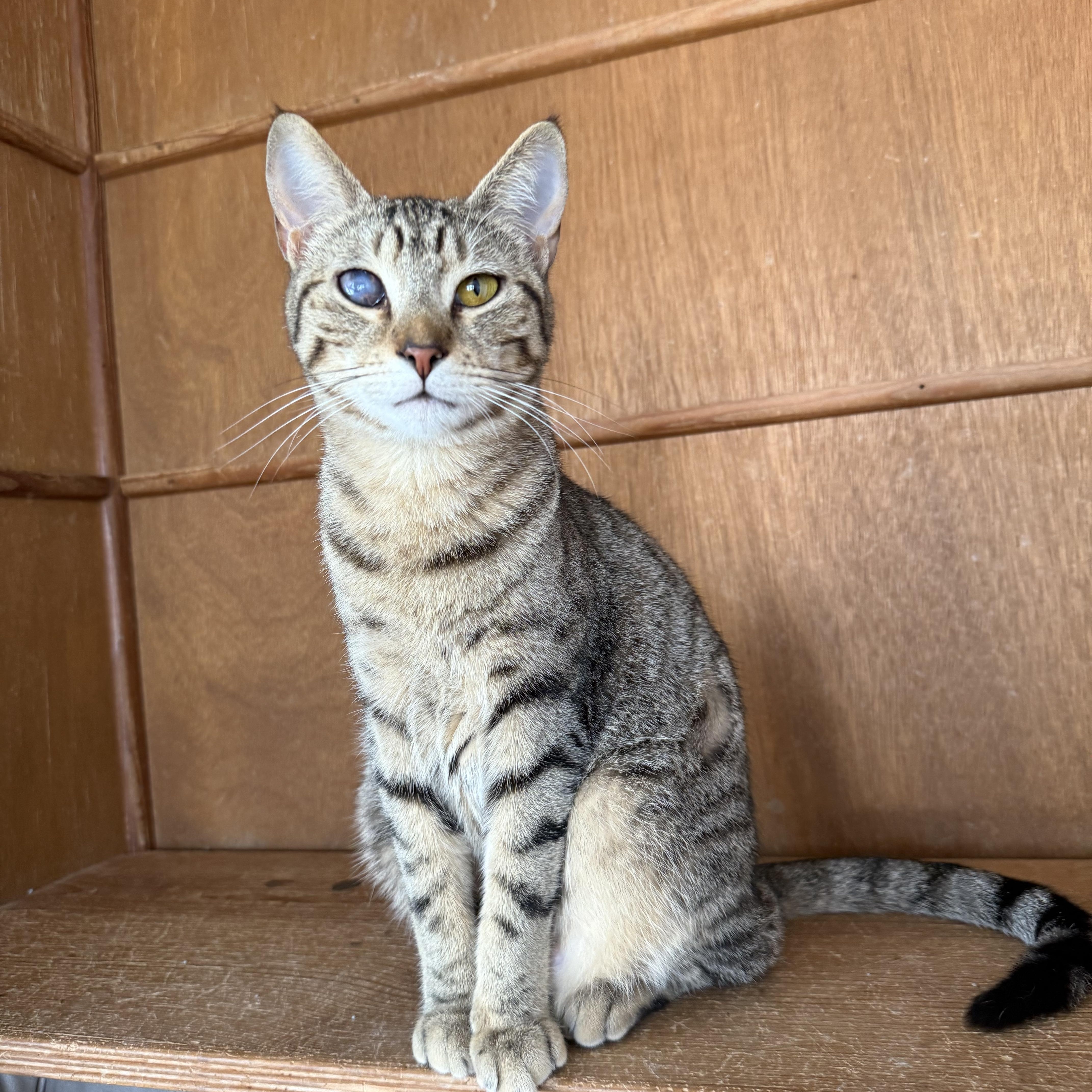 Andi, ADOPTABLE, Young Female Domestic Short Hair.