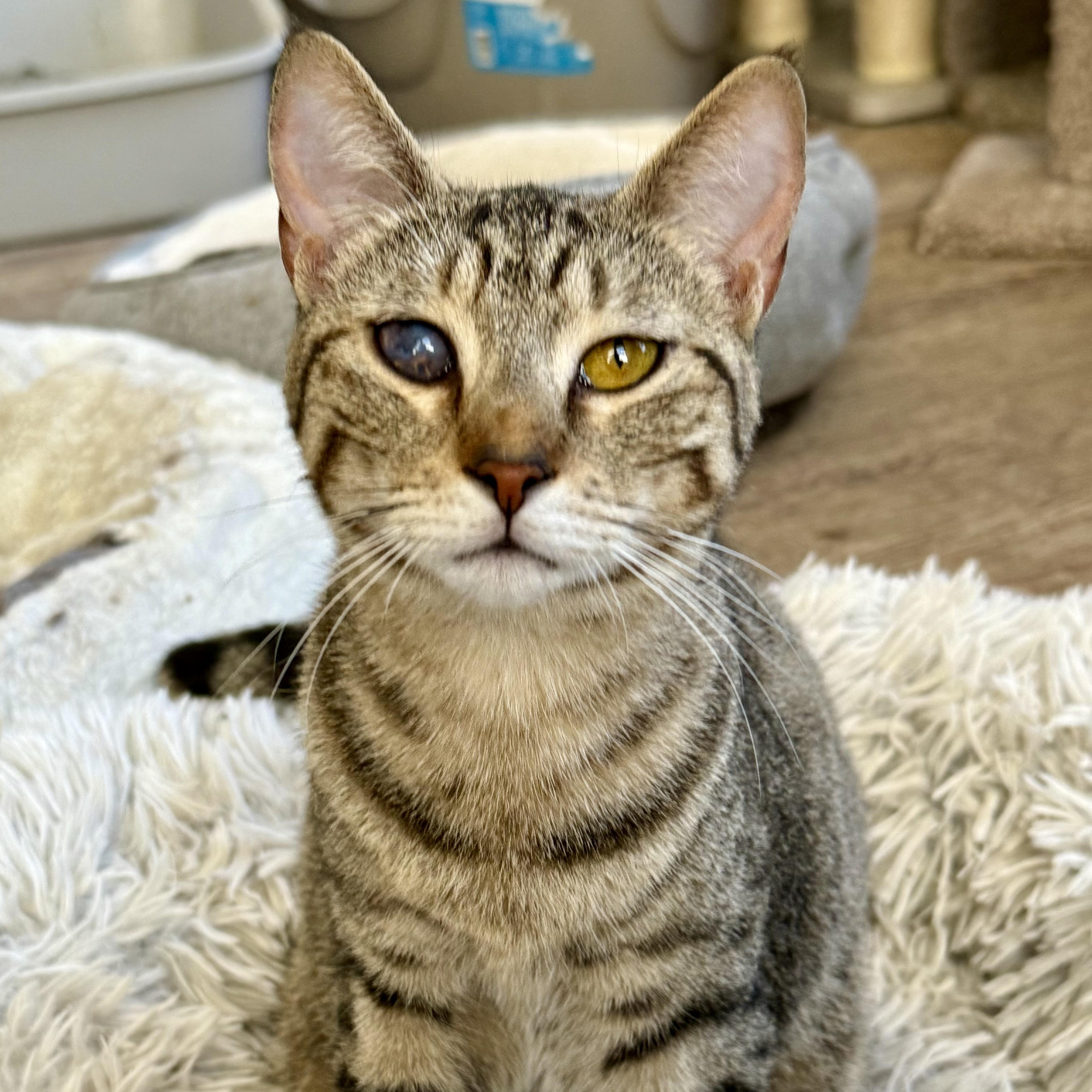 Andi, ADOPTABLE, Young Female Domestic Short Hair.