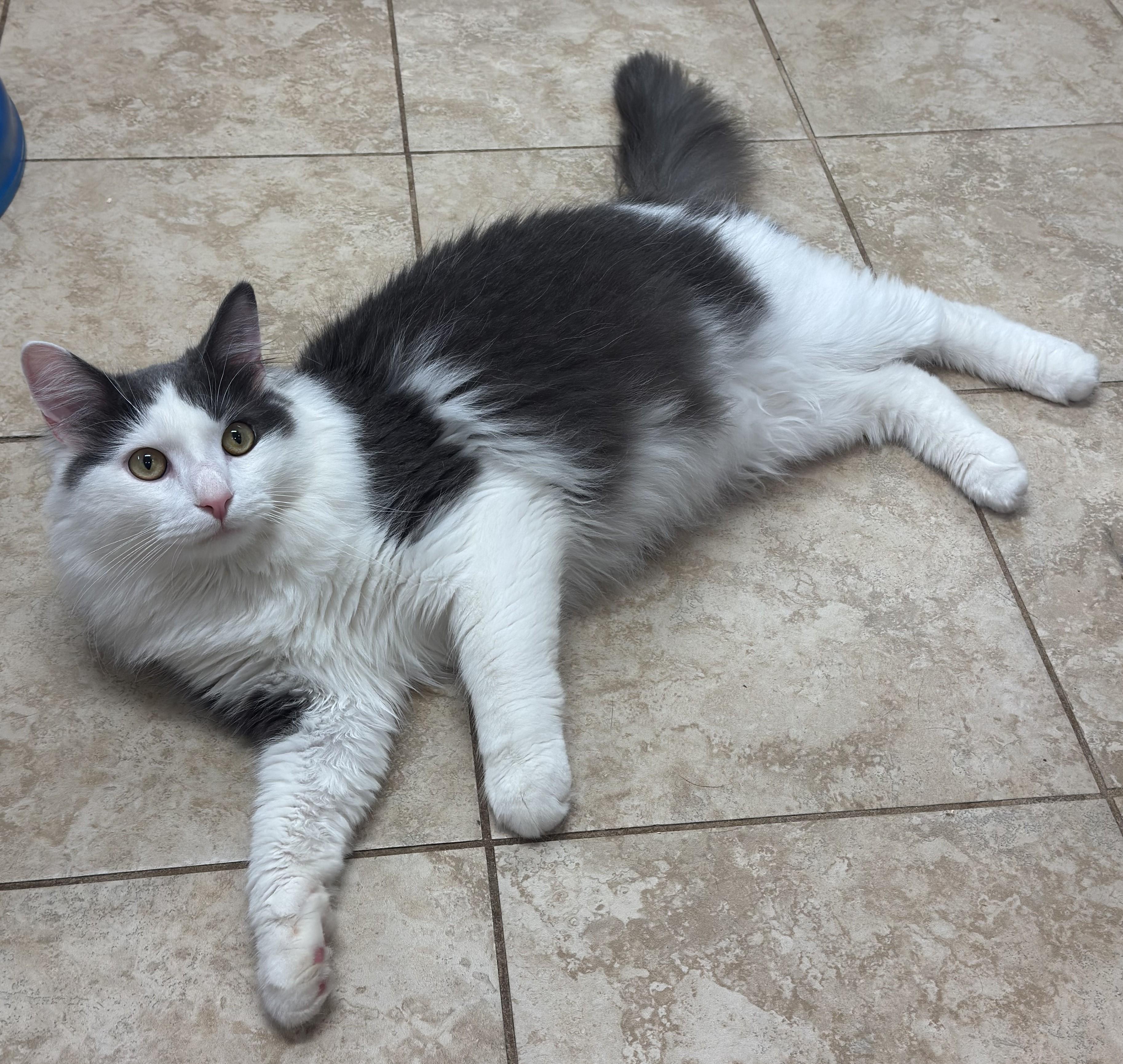 Sterling, a ADOPTABLE Domestic Medium Hair in Kearneysville, WV image 2/3