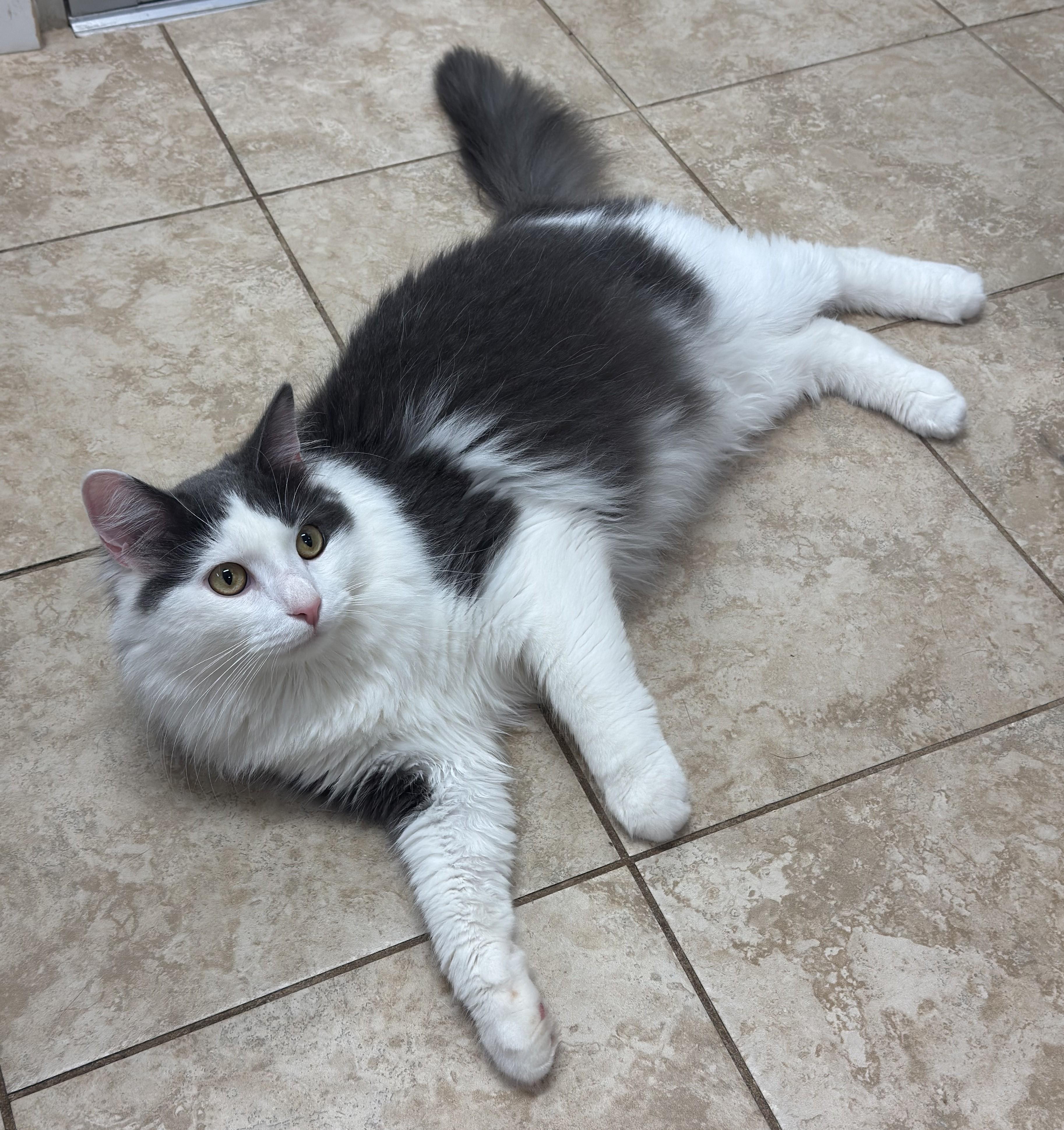 Sterling, a ADOPTABLE Domestic Medium Hair in Kearneysville, WV image 3/3