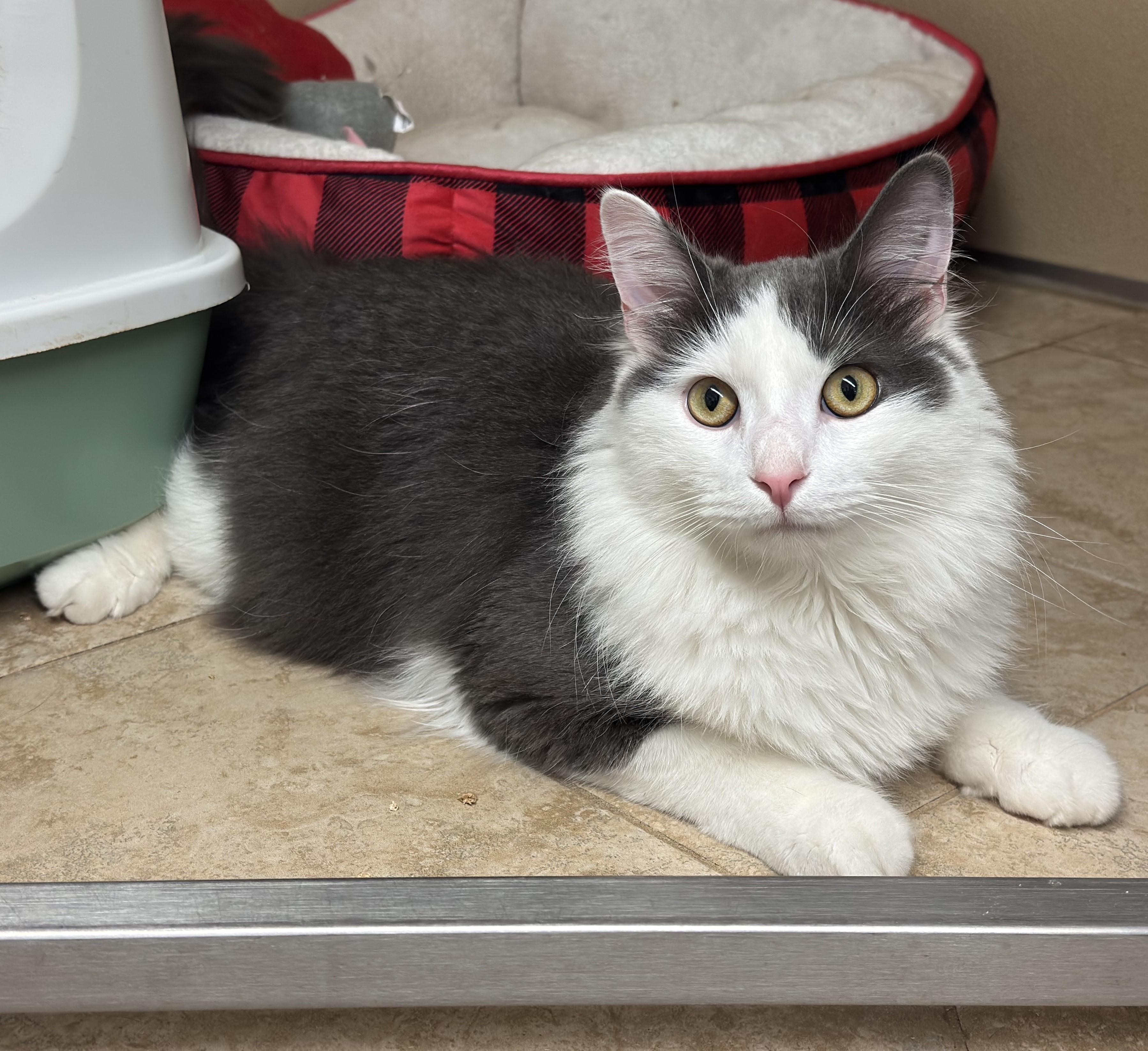 Sterling, a ADOPTABLE Domestic Medium Hair in Kearneysville, WV image 1/3
