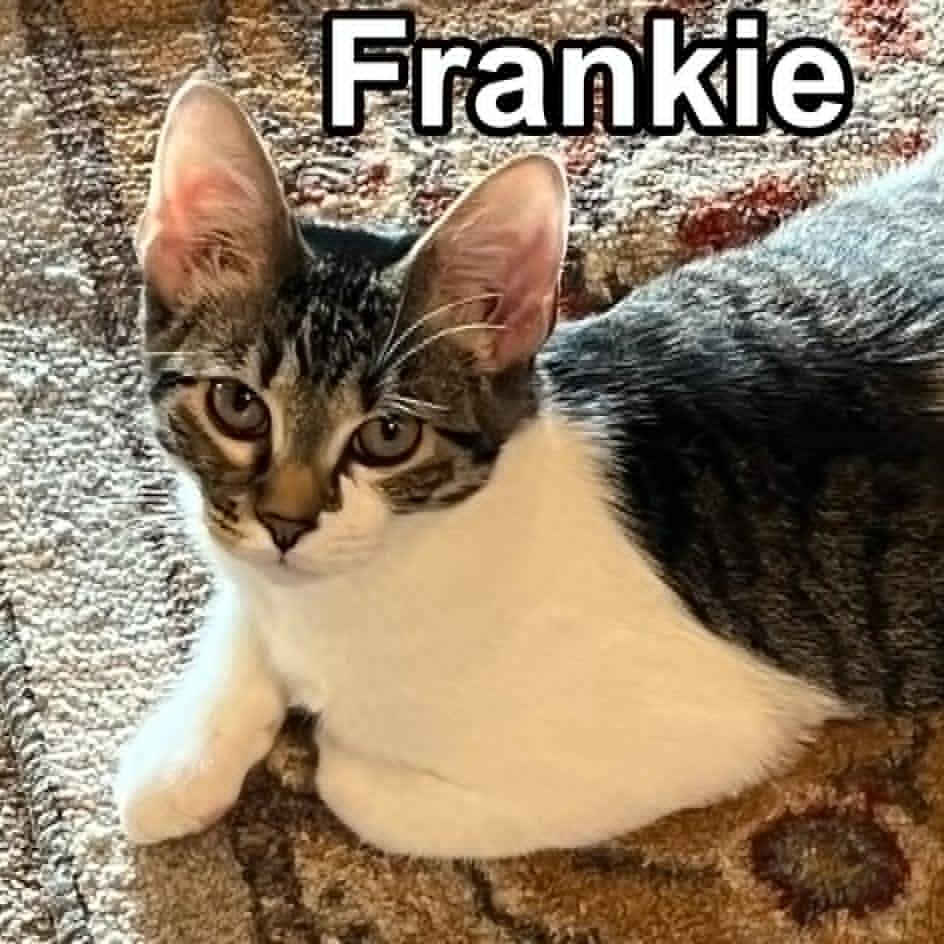 Frankie