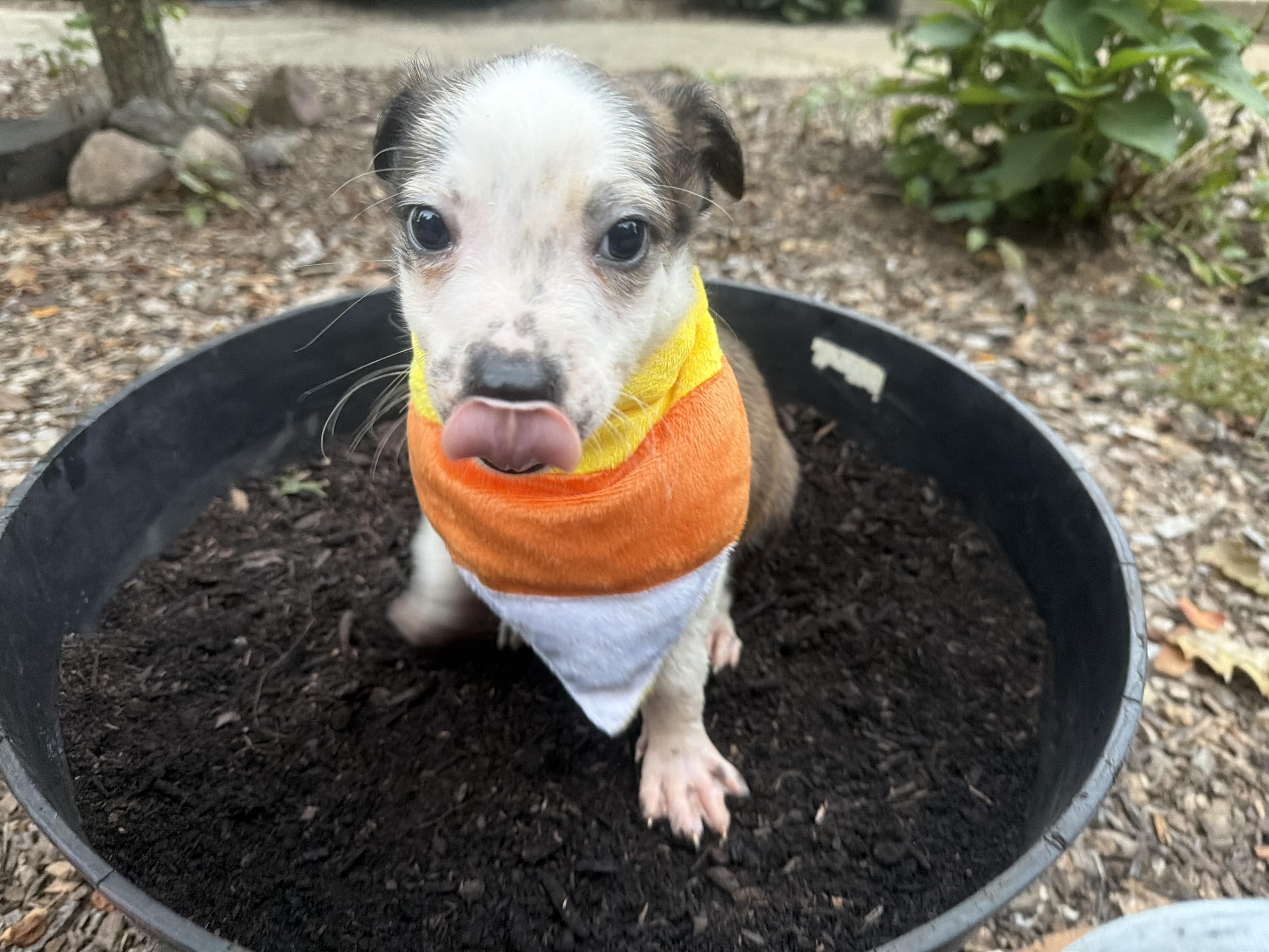 Enlarge Triscuit, a Adoptable mixed breed in fennville, MI image 2/6