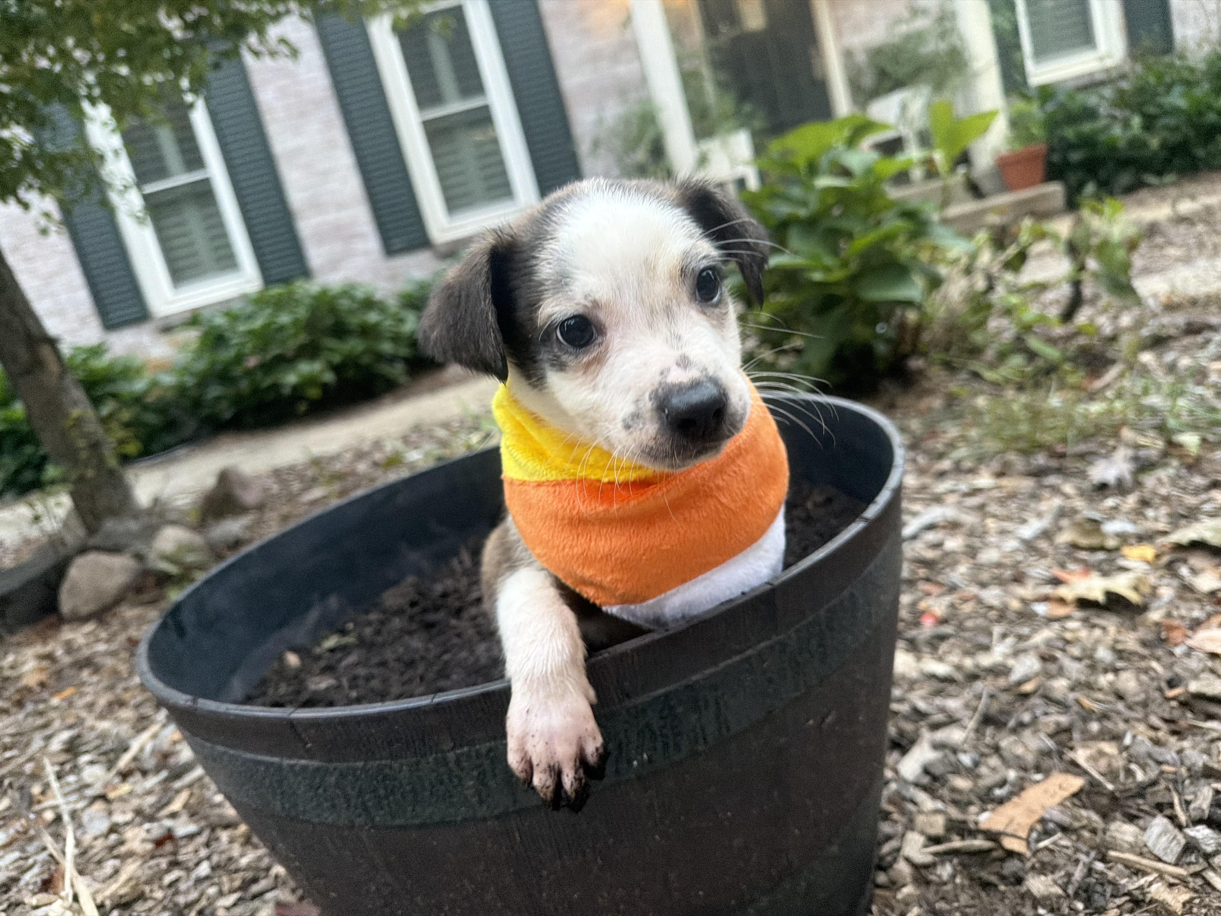 Enlarge Triscuit, a Adoptable mixed breed in fennville, MI image 6/6