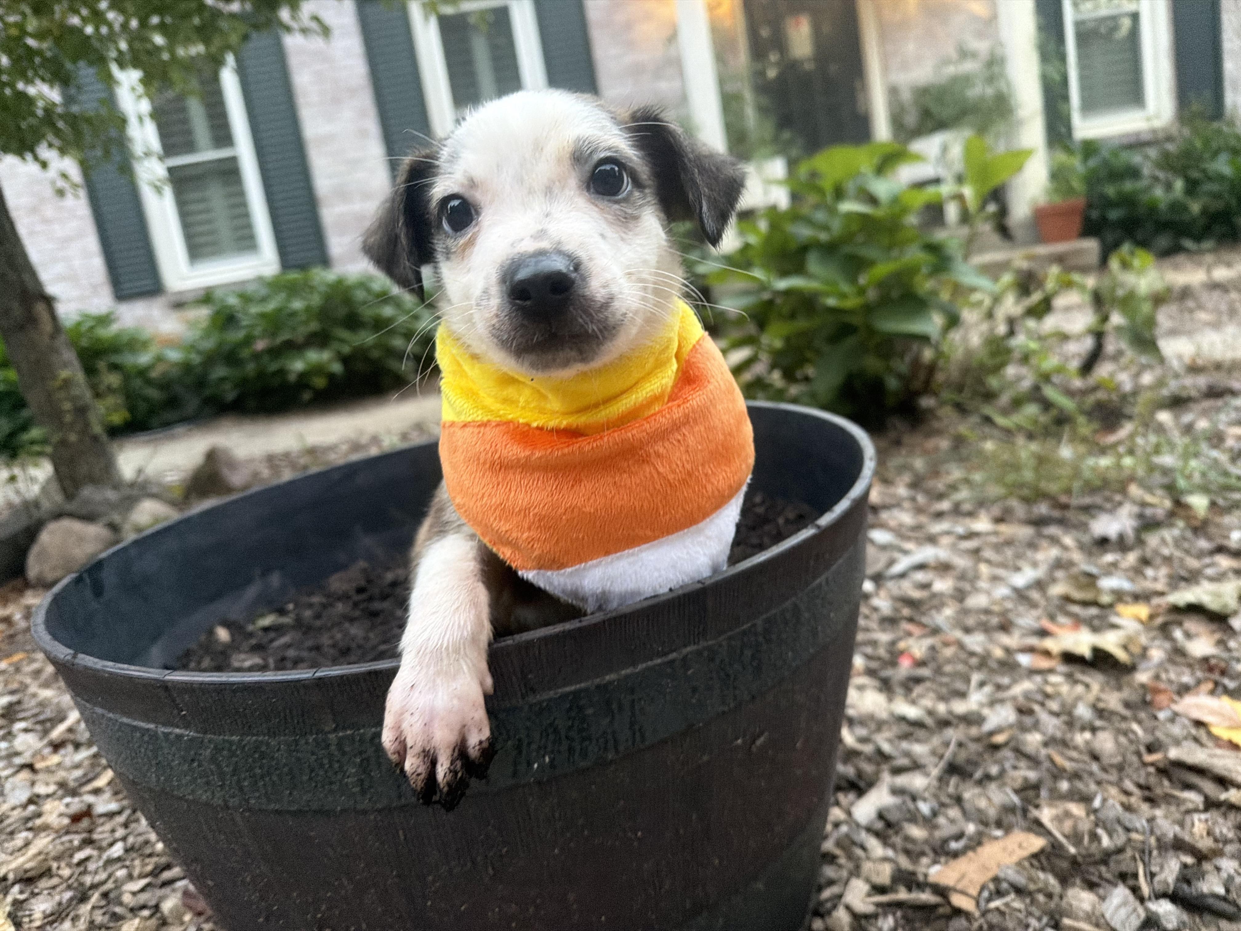 Enlarge Triscuit, a Adoptable mixed breed in fennville, MI image 1/6