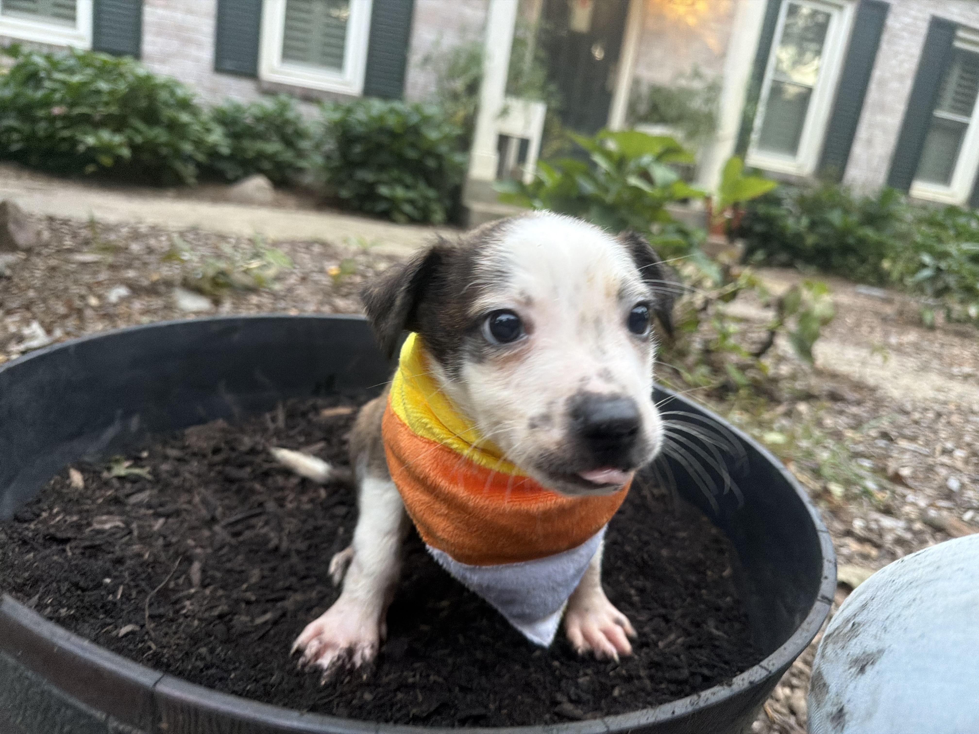 Enlarge Triscuit, a Adoptable mixed breed in fennville, MI image 5/6
