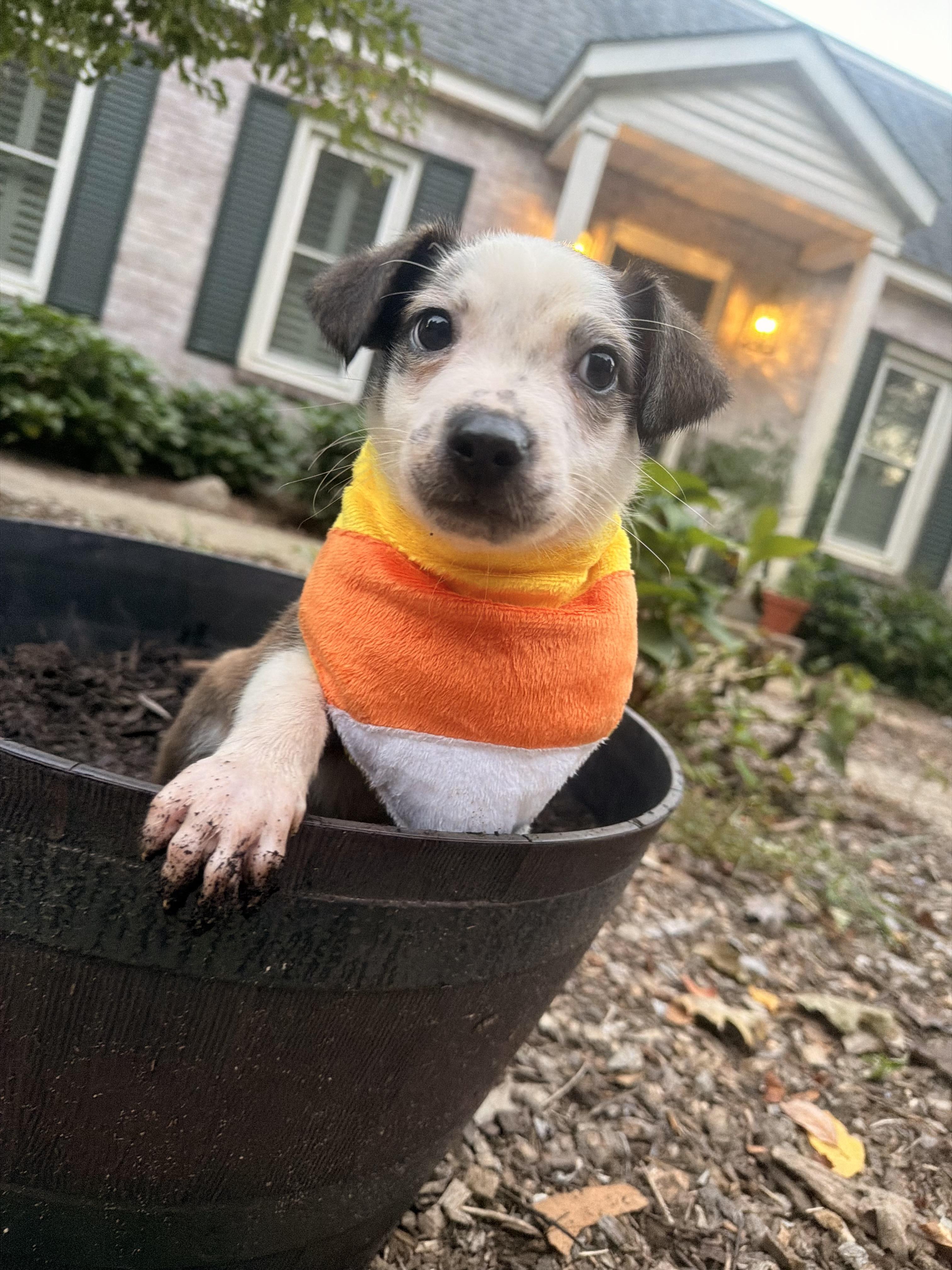 Enlarge Triscuit, a Adoptable mixed breed in fennville, MI image 4/6