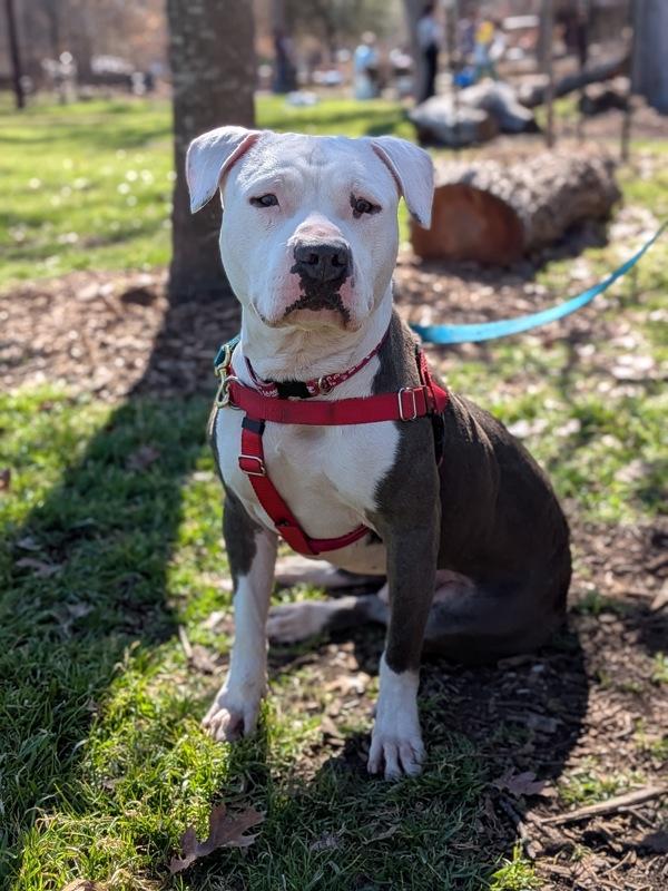 Enlarge Kermit, a Adoptable mixed breed in Austin, TX image 1/1