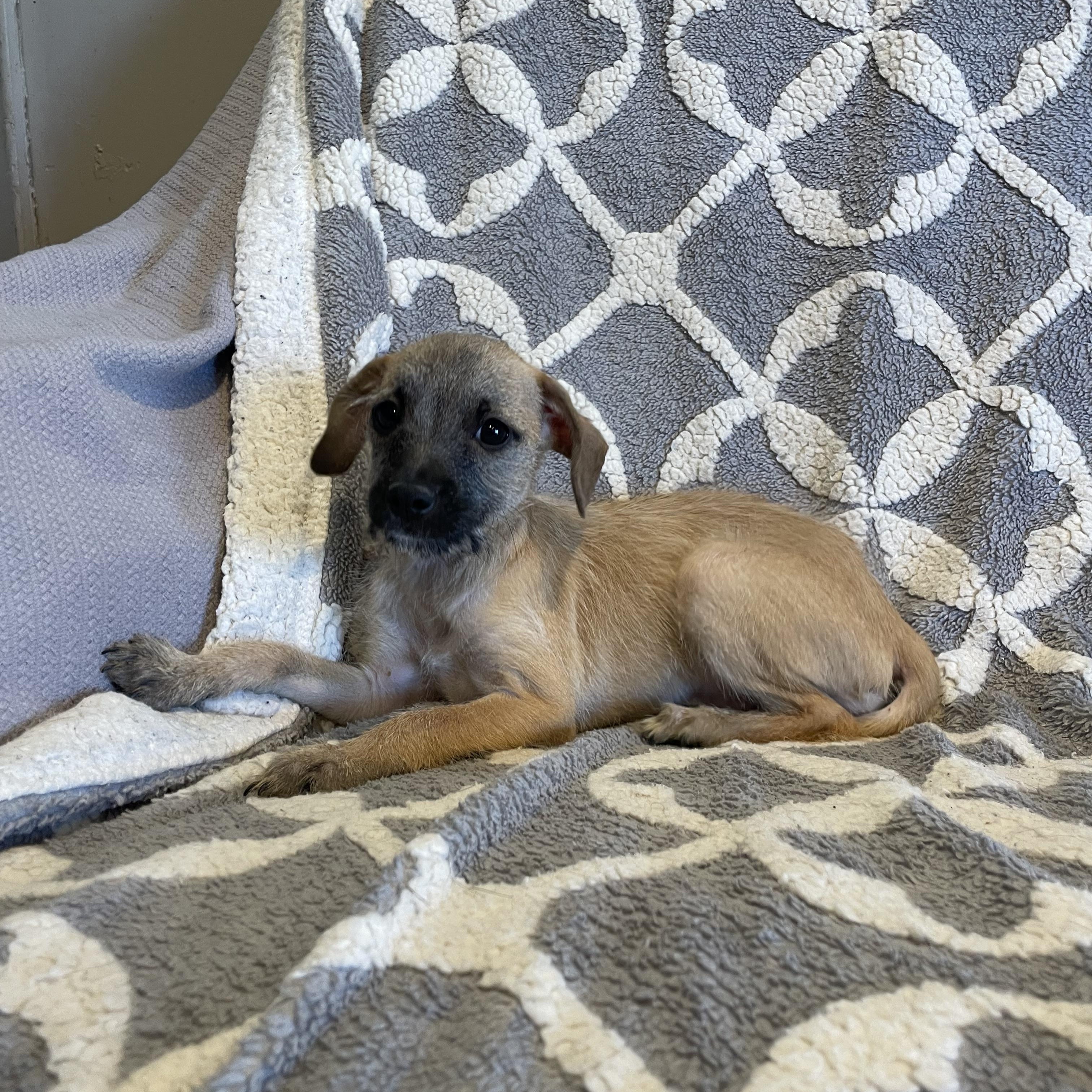 Enlarge Annie , a ADOPTABLE mixed breed in Phoenix, AZ image 4/4