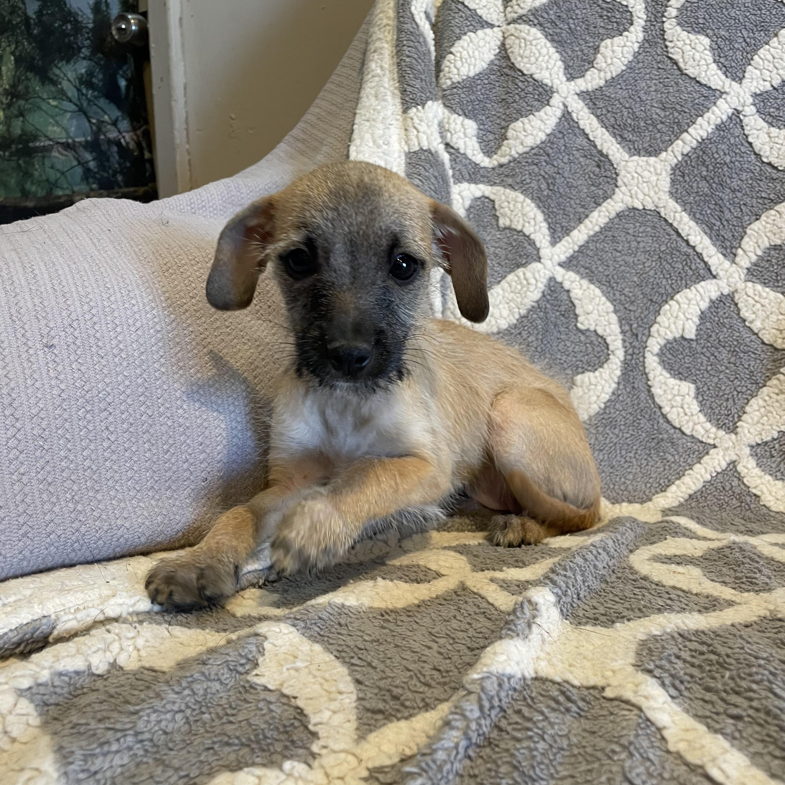 Annie , ADOPTABLE, Young Female Yorkshire Terrier & Mixed Breed.