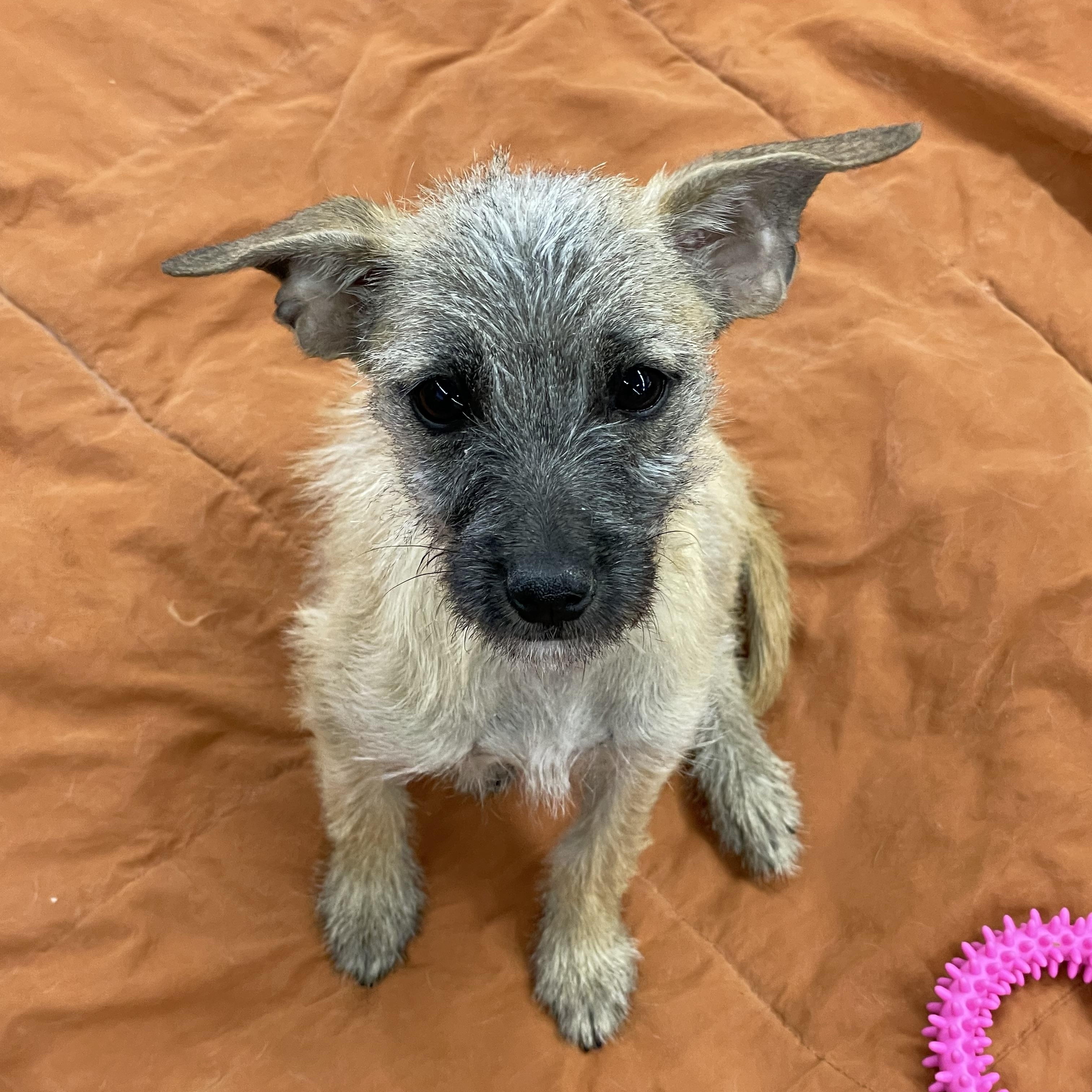 Annie , ADOPTABLE, Young Female Yorkshire Terrier & Mixed Breed.