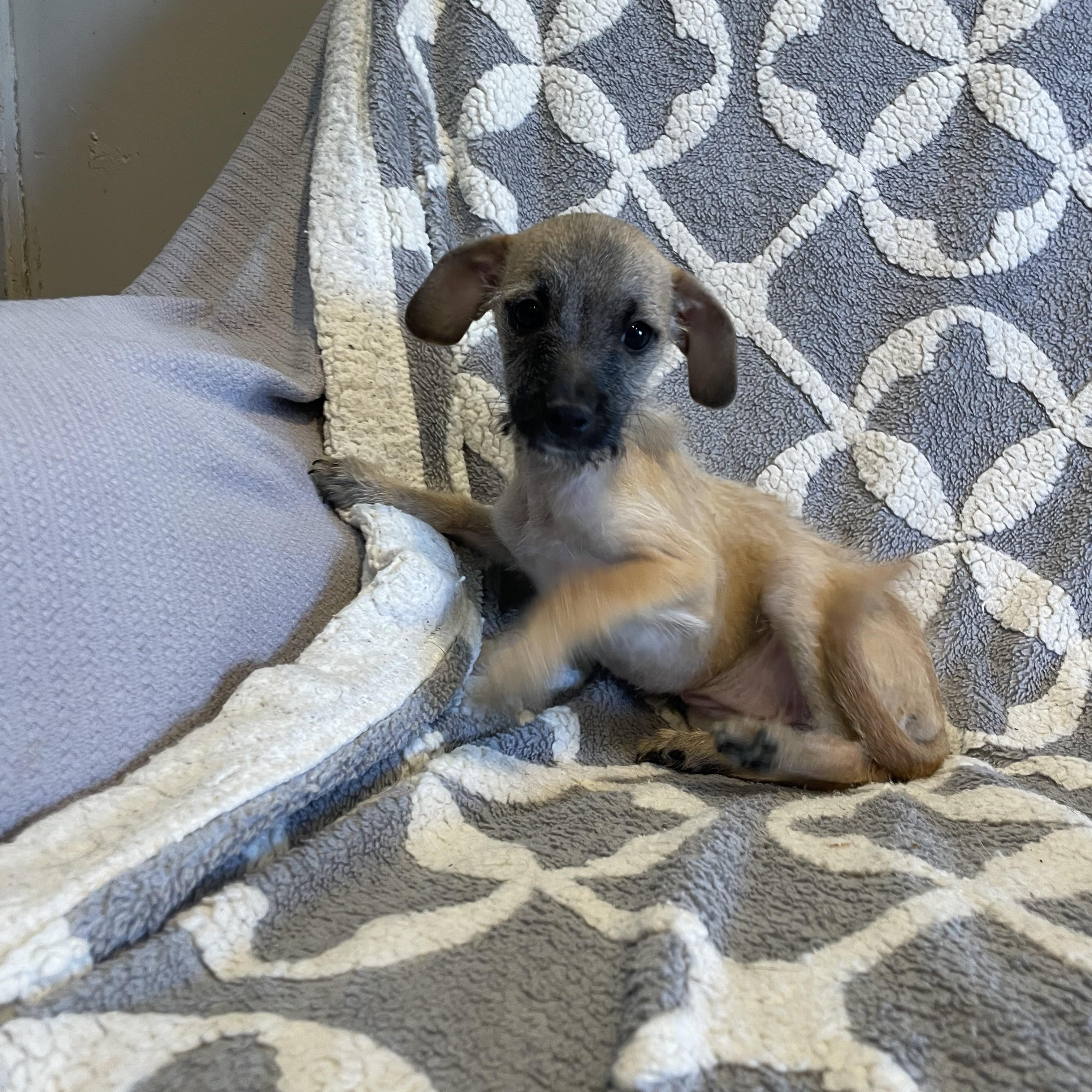 Enlarge Annie , a ADOPTABLE mixed breed in Phoenix, AZ image 2/4