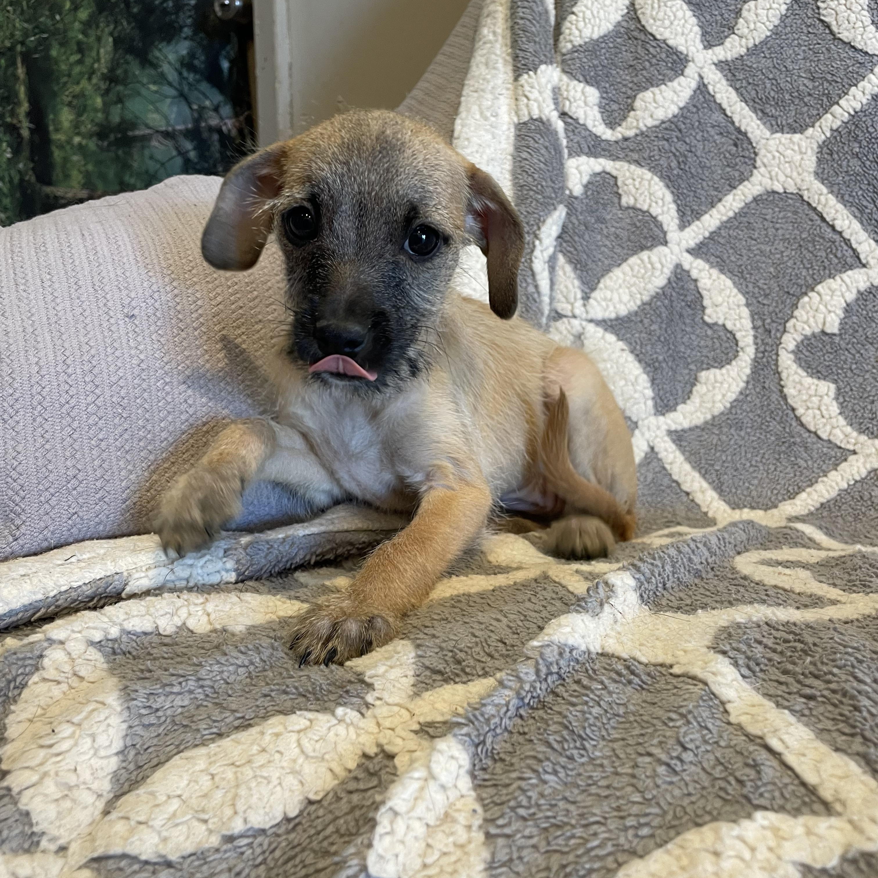 Enlarge Annie , a ADOPTABLE mixed breed in Phoenix, AZ image 3/4