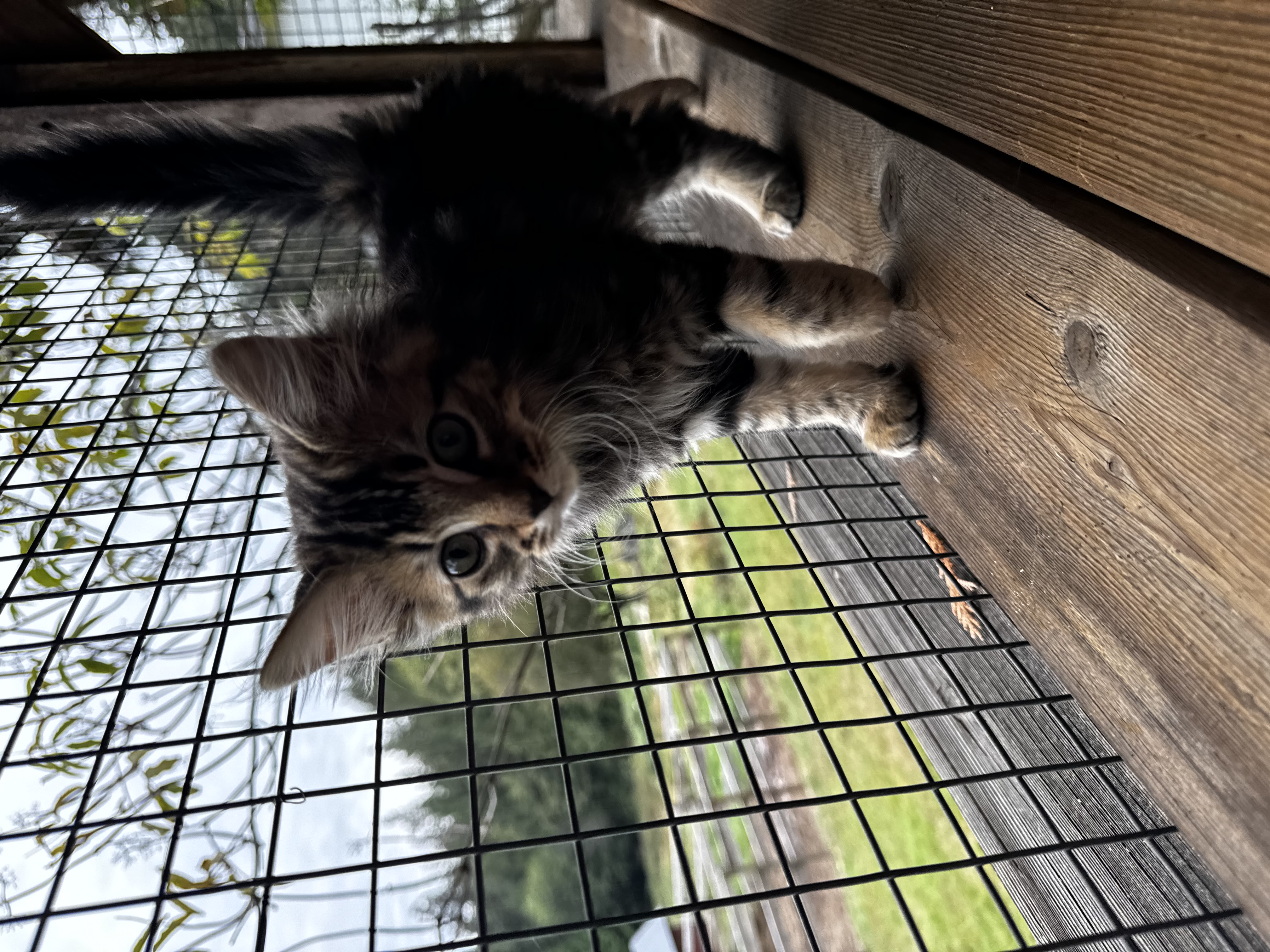 Fluffy, an adoptable Domestic Long Hair in Roberts Creek, BC, V0N 2W6 | Photo Image 3