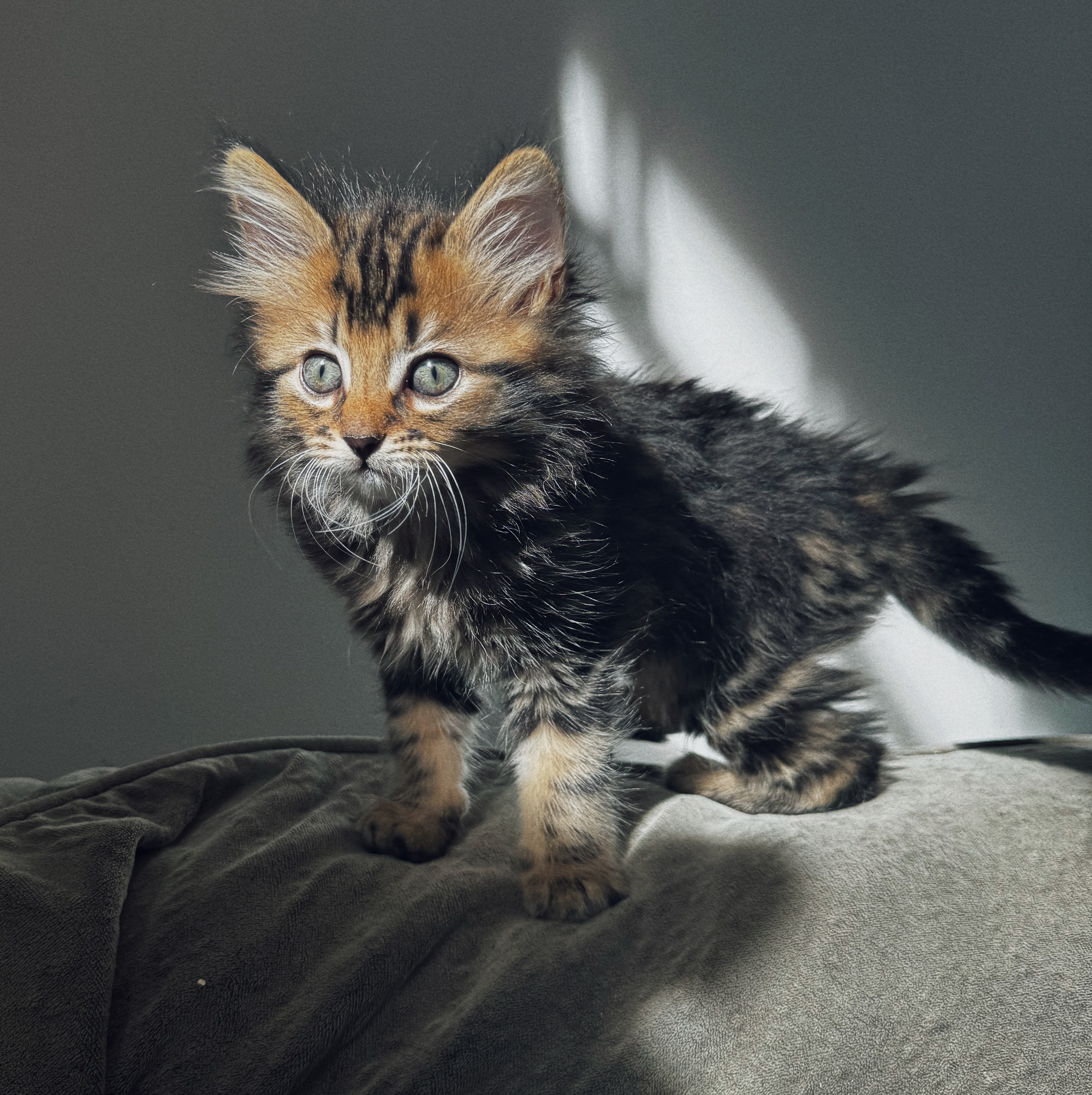 Fluffy, an adoptable Domestic Long Hair in Roberts Creek, BC, V0N 2W6 | Photo Image 6
