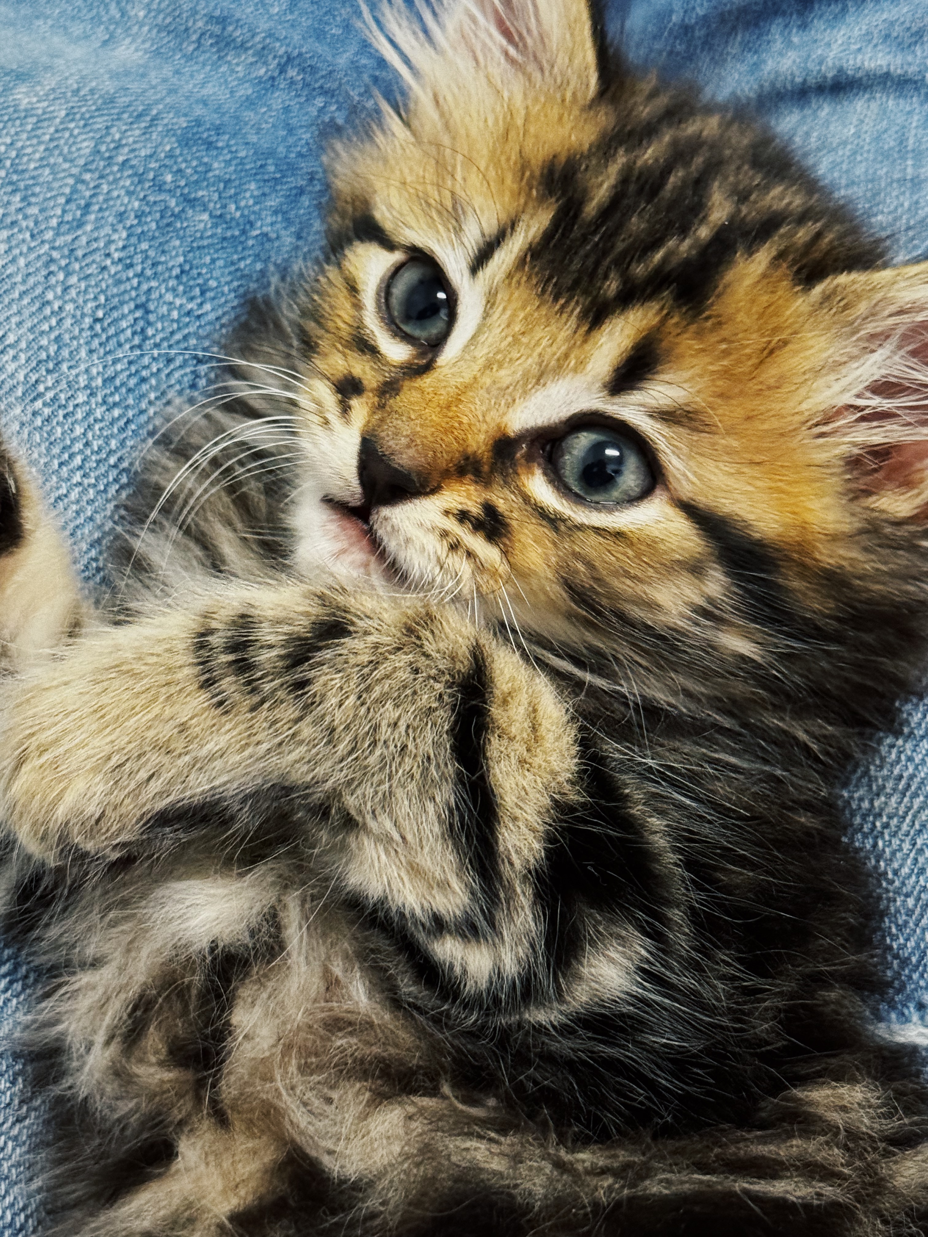 Enlarge Fluffy, a Adoptable Domestic Long Hair in Roberts Creek, BC image 5/6