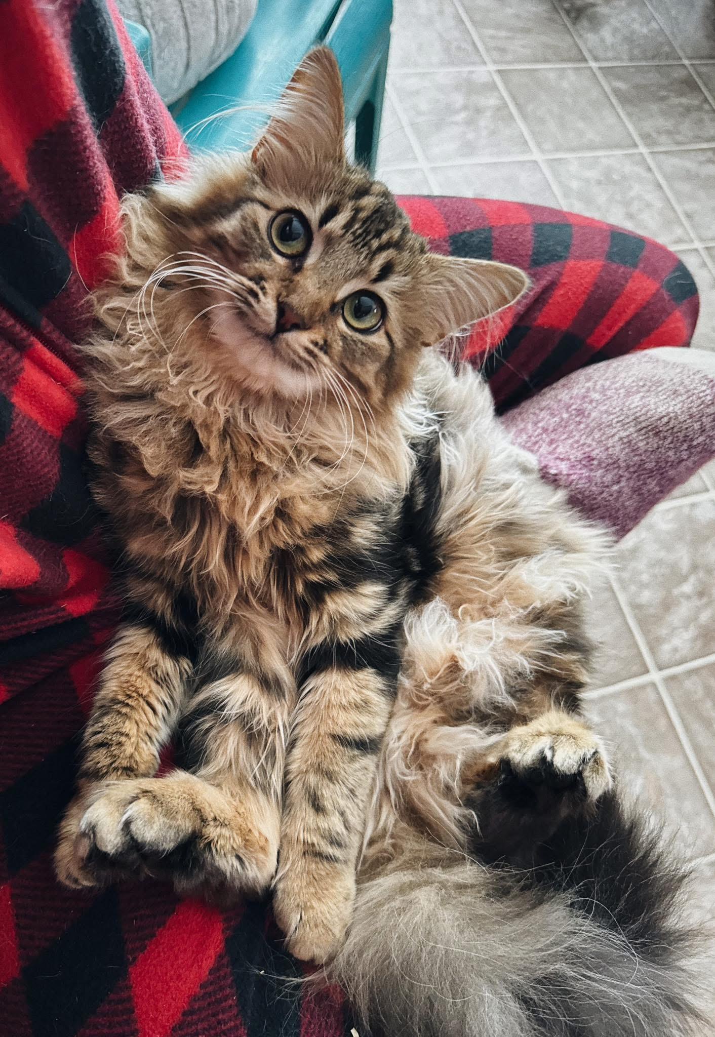 Fluffy, Adoptable, Young Female Domestic Long Hair.