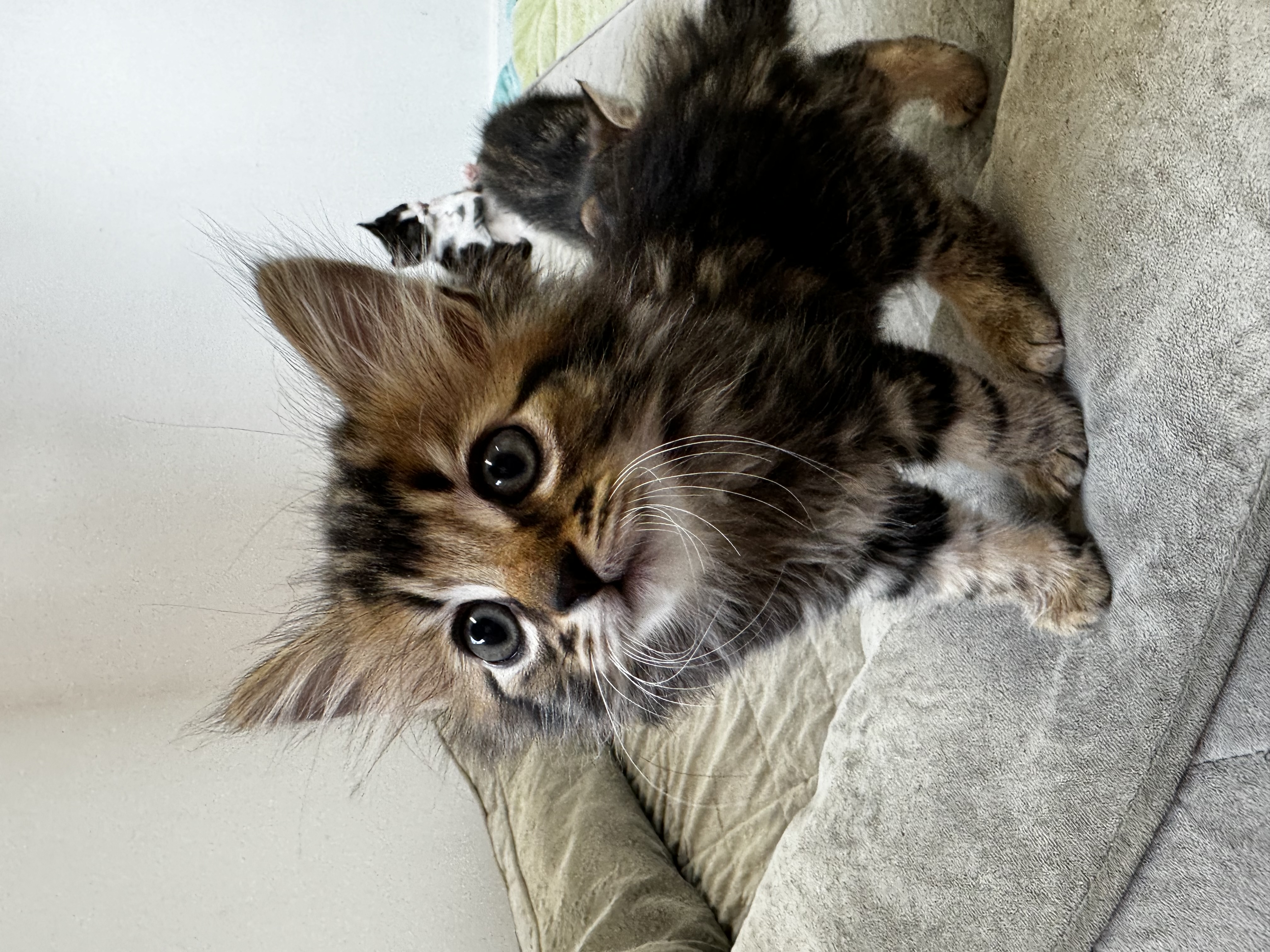 Enlarge Fluffy, a Adoptable Domestic Long Hair in Roberts Creek, BC image 3/6