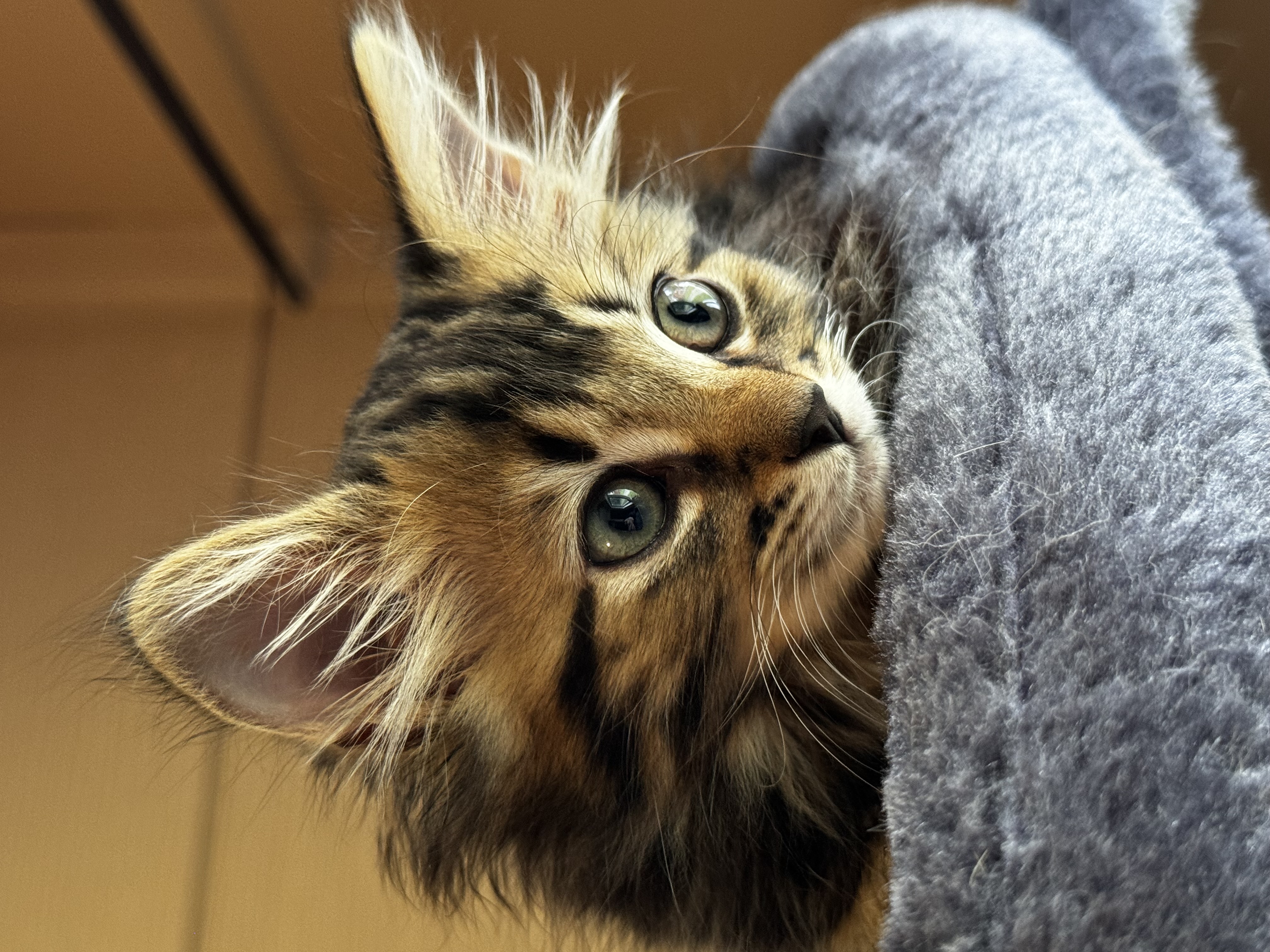 Enlarge Fluffy, a Adoptable Domestic Long Hair in Roberts Creek, BC image 4/6