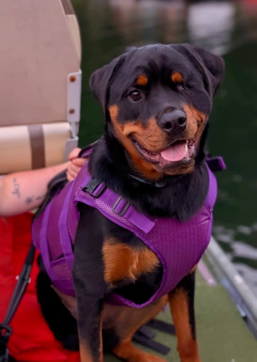 BHRR's Amata(Amy), a ADOPTABLE Rottweiler in Oxford Mills, ON image 3/6