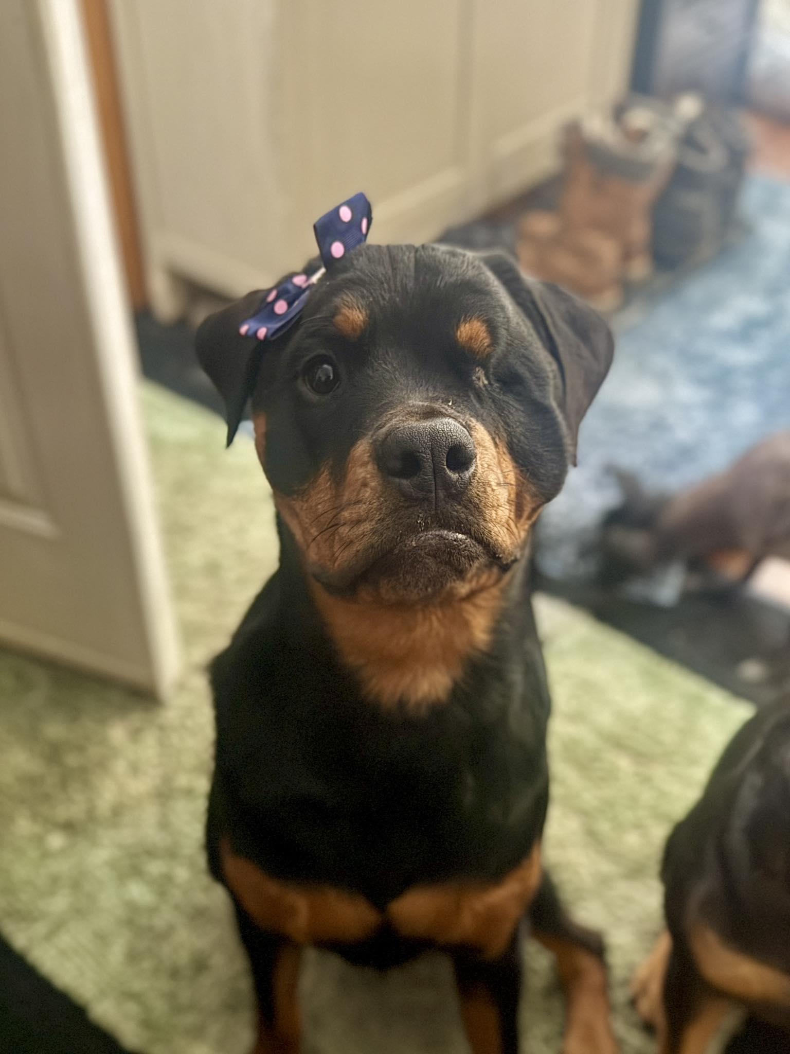 BHRR's Amata(Amy), a ADOPTABLE Rottweiler in Oxford Mills, ON image 2/6