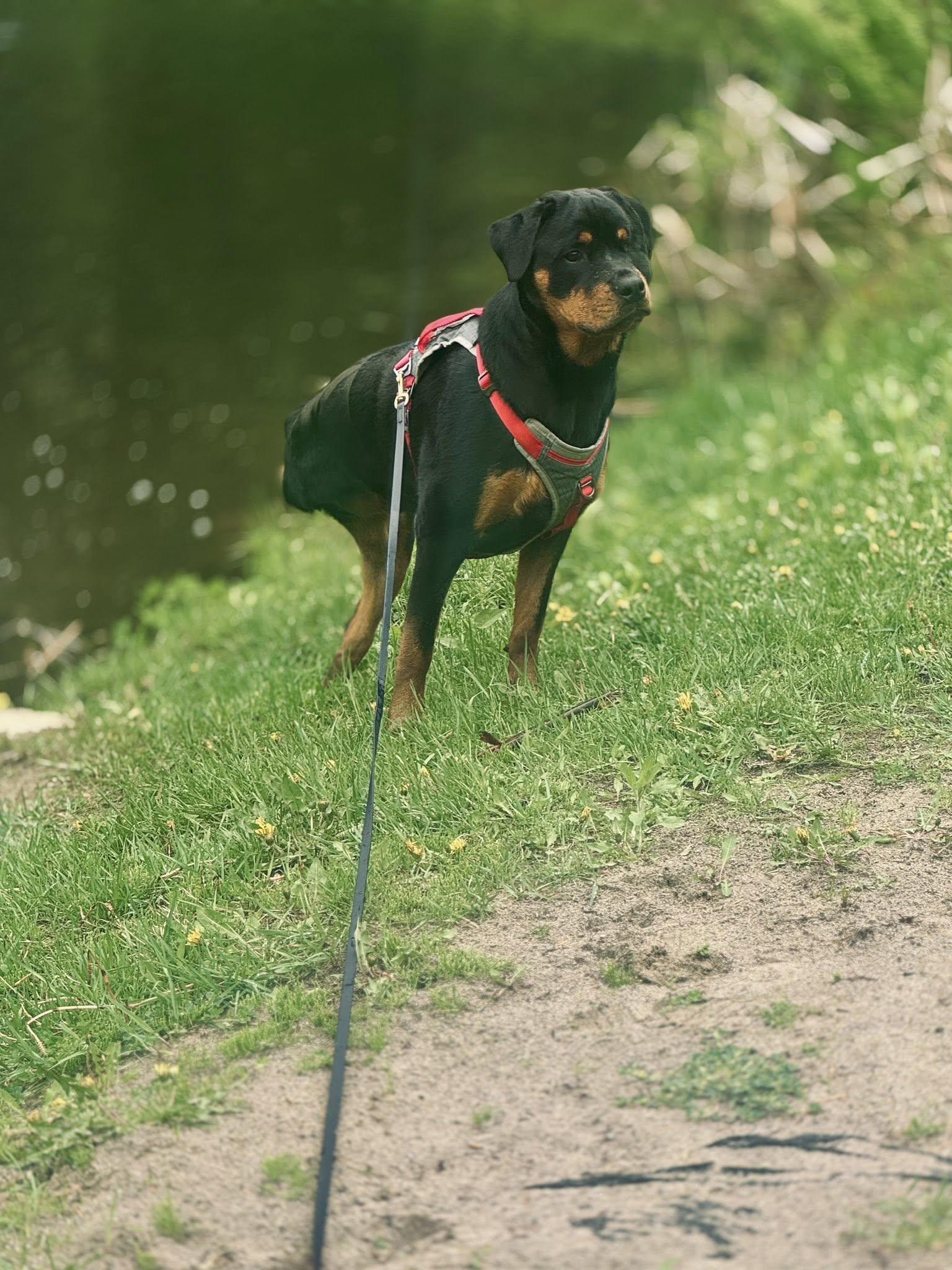 BHRR's Amata(Amy), a ADOPTABLE Rottweiler in Oxford Mills, ON image 4/6