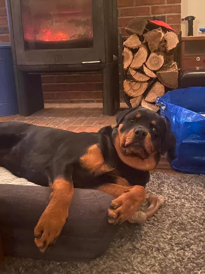 BHRR's Amata(Amy), a ADOPTABLE Rottweiler in Oxford Mills, ON image 5/6