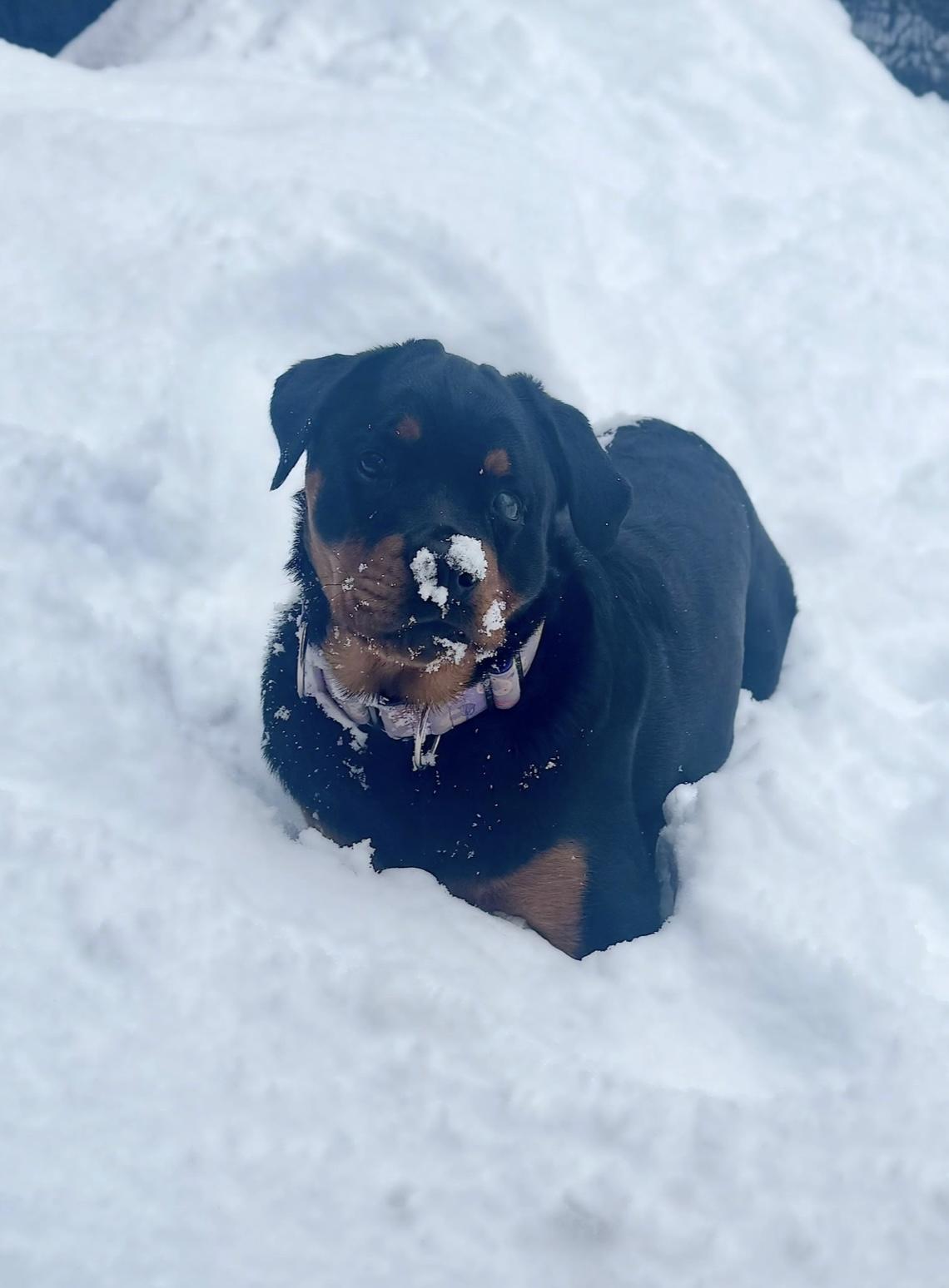 BHRR's Amata(Amy), a ADOPTABLE Rottweiler in Oxford Mills, ON image 6/6