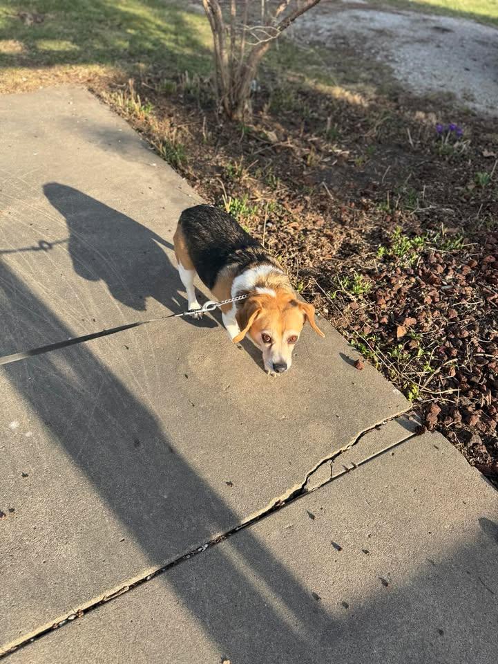 Enlarge Candy, a ADOPTABLE Beagle in Creston, IA image 4/5