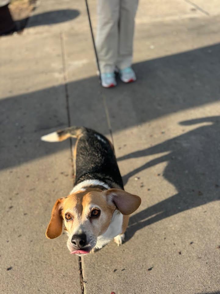 Enlarge Candy, a ADOPTABLE Beagle in Creston, IA image 3/5