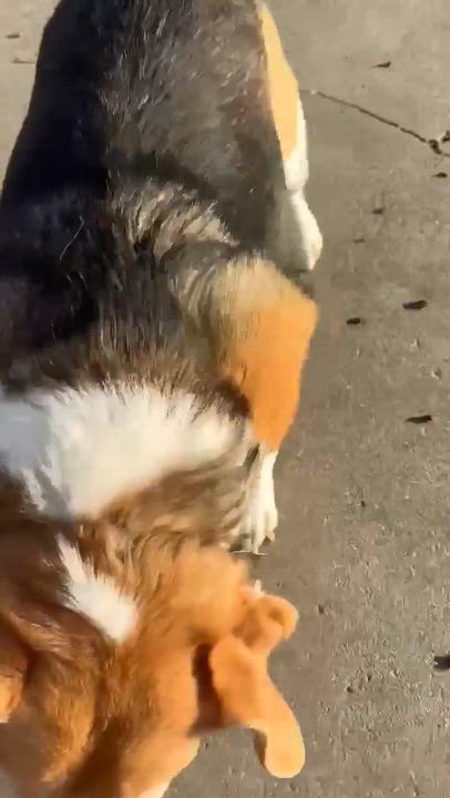 Enlarge Candy, a ADOPTABLE Beagle in Creston, IA video 5/5