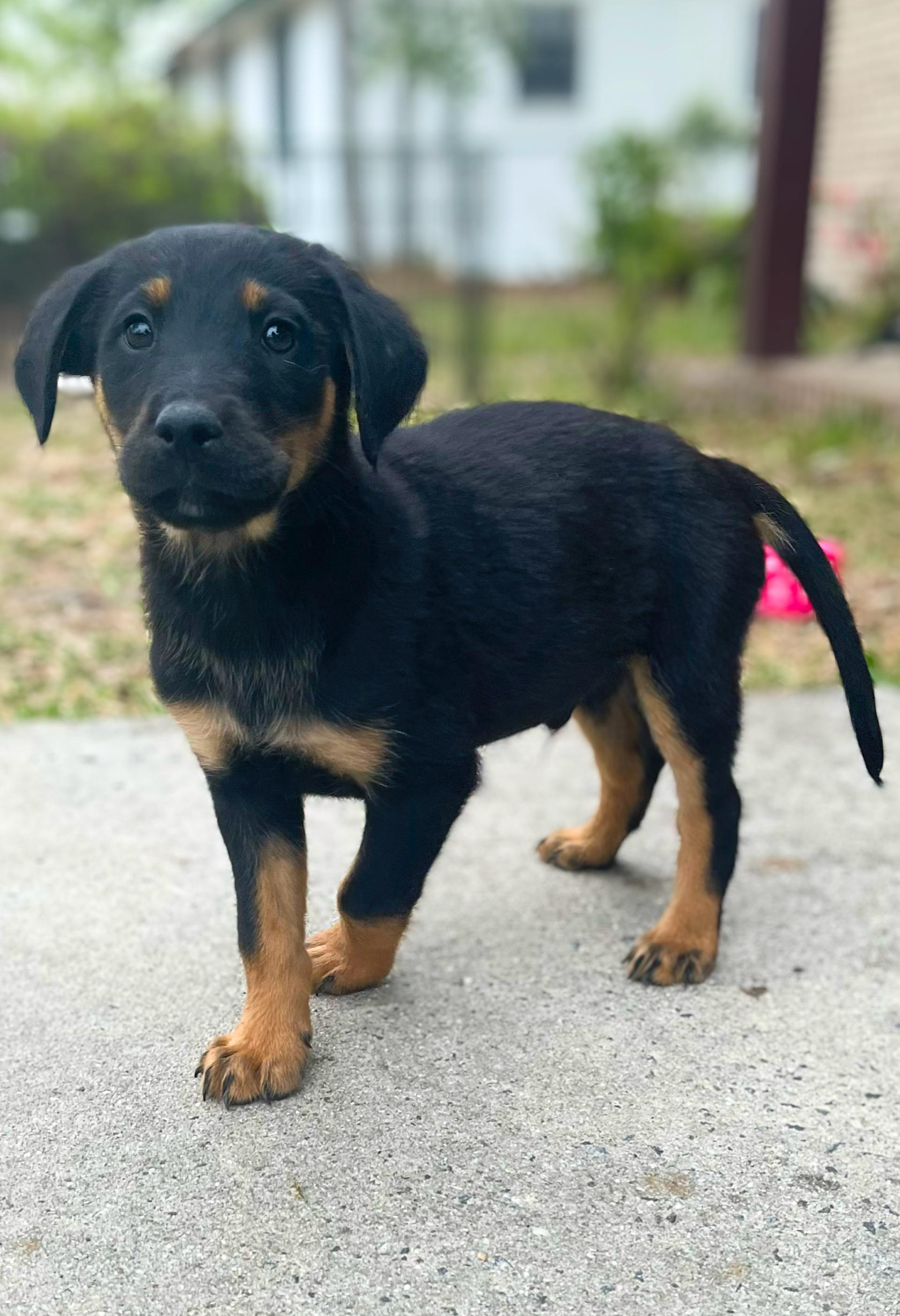Chester, adopted, Puppy Male German Shepherd Dog & Black Labrador Retriever.
