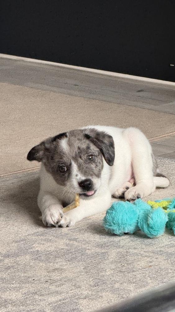 Alpine (A-Litter) — thumbnail 2