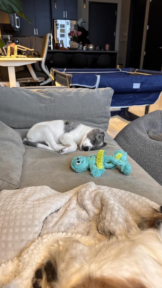 Alpine (A-Litter) — thumbnail 3