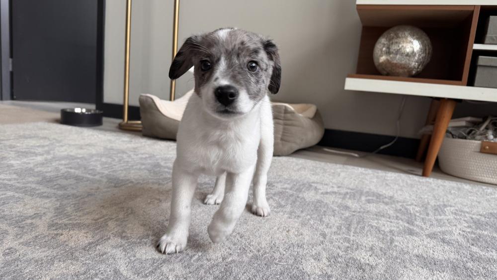 Alpine (A-Litter) — thumbnail 6